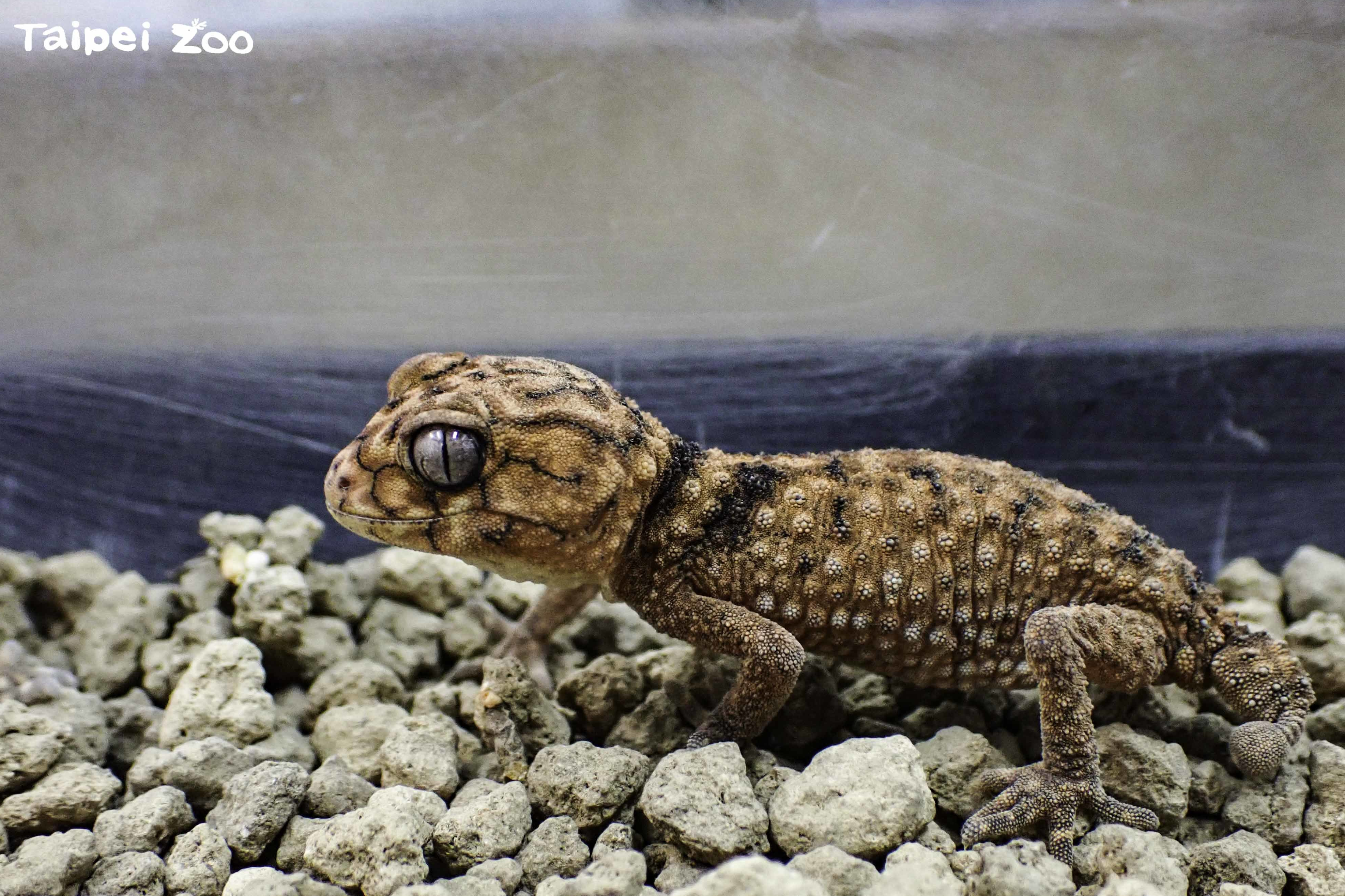 棘皮瘤尾守宮常被說長得像是炸雞或小恐龍(圖:臺北市立動物園提供)