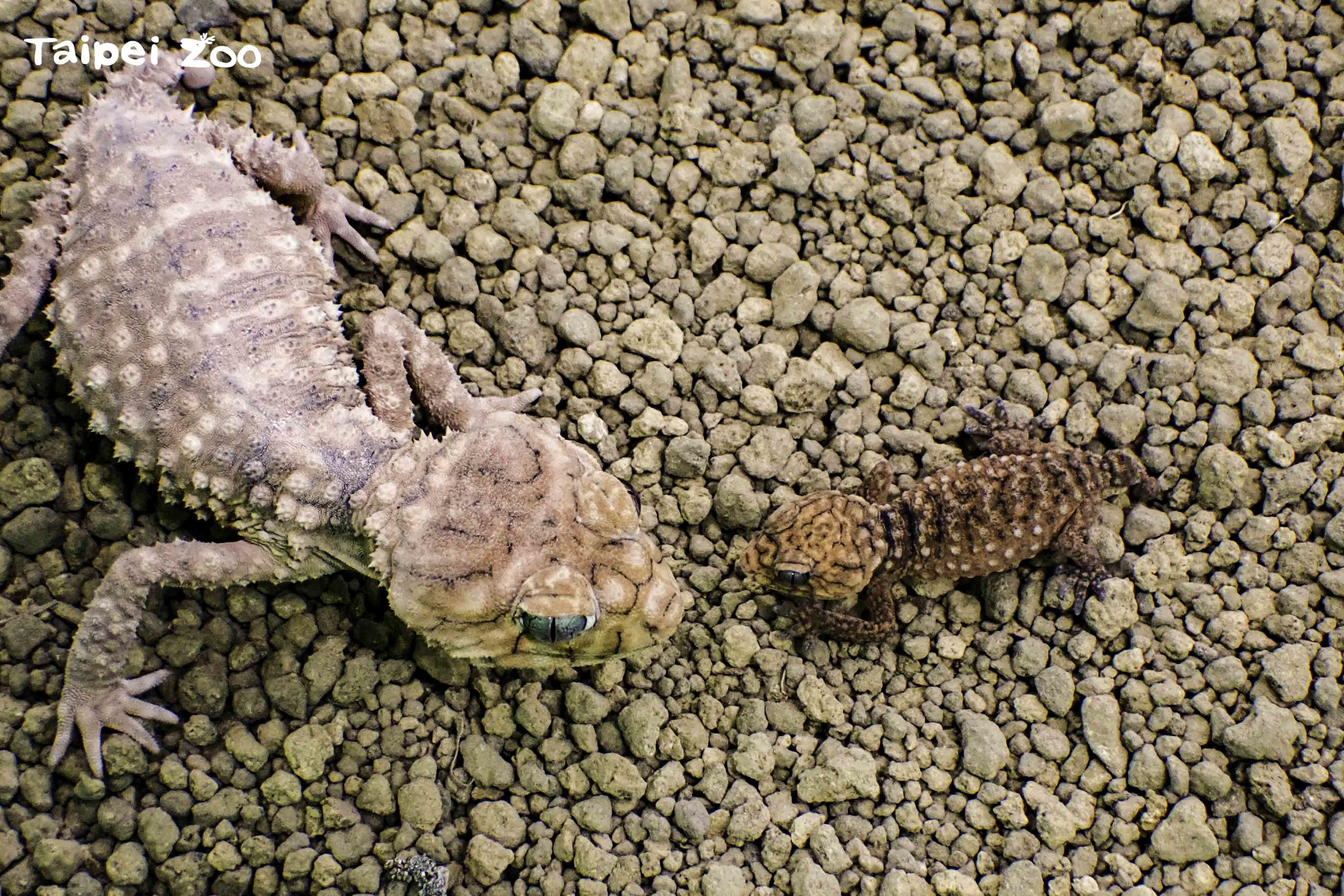 棘皮瘤尾守宮成功繁殖寶寶(圖:臺北市立動物園提供)