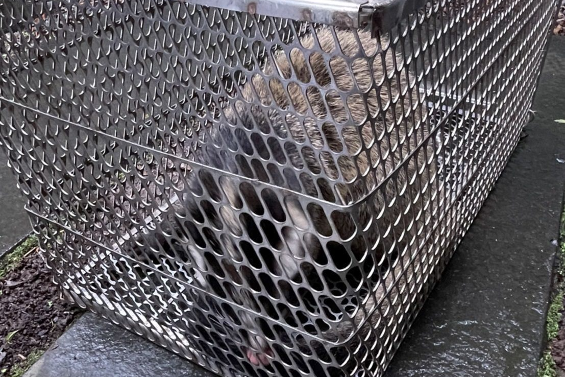 民眾放置誘捕籠想誘捕街貓，卻是捕獲白鼻心