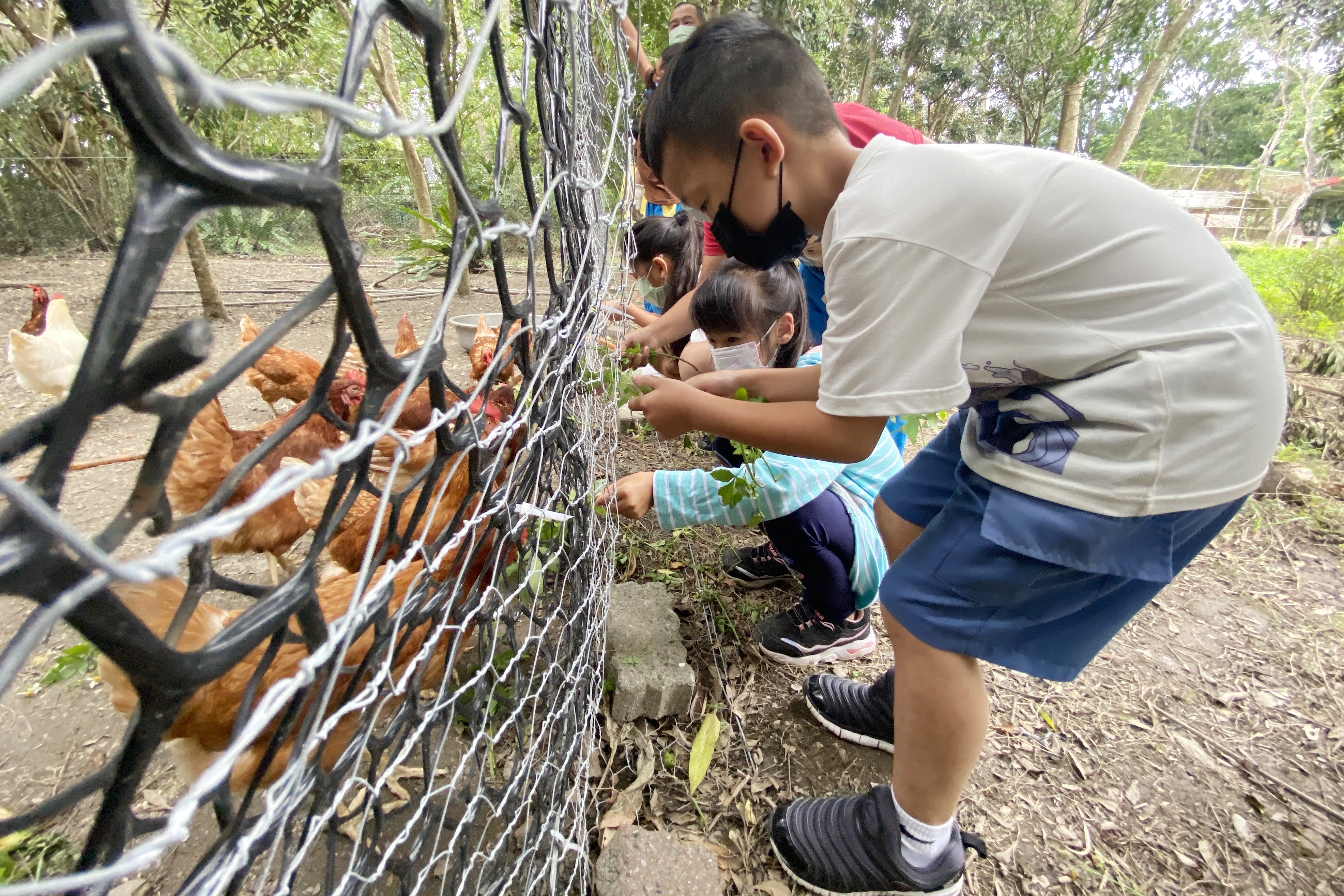 水保局臺東分局辦理食農體驗「蛋蛋的農村生活日記簿」，與關山鎮電光國小共同在校園內打造雞舍，讓小朋友近距離觀察雞隻的生態習性。