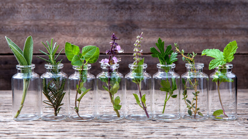 Bottle of essential oil with herbs holy basil flower, basil flower,rosemary,oregano, sage,parsley ,thyme and mint set up on old wooden background .
