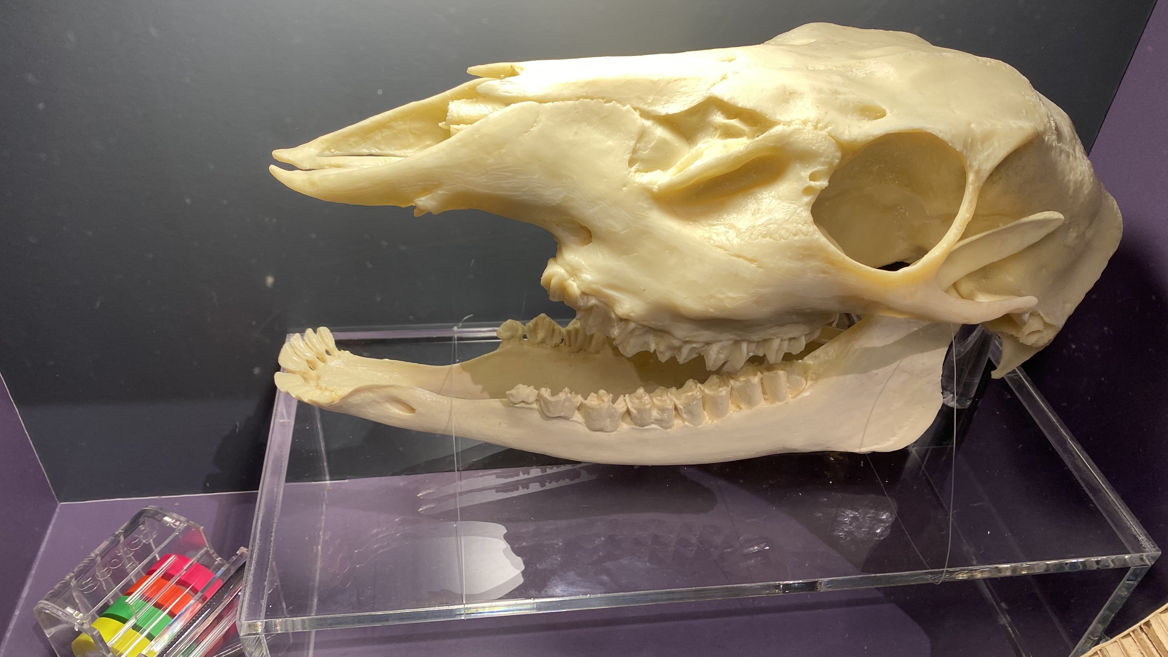 「張牙舞爪」特展中展出哺乳類的牙齒就像膠帶台的鋸齒(圖片來源：科博館)