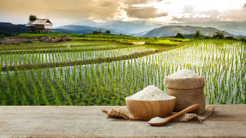 Jasmine rice in bowl and sack on wooden table with the rice field background
