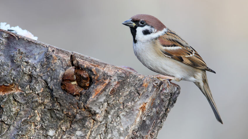 Unusual extra close up portrait of sparrow in warm morning light.