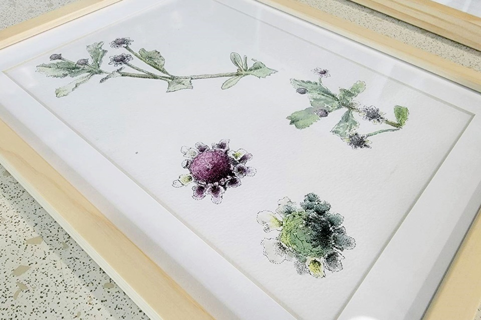 「2022野地博物館－國立臺東女中美術班植物繪圖展」即日起在臺東航空站2樓候機室展出。