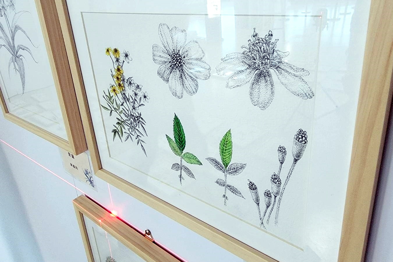 「2022野地博物館－國立臺東女中美術班植物繪圖展」即日起在臺東航空站2樓候機室展出。