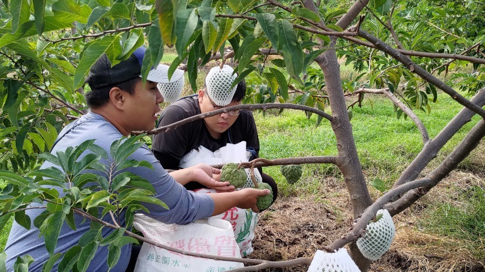 學生進到農場幫忙