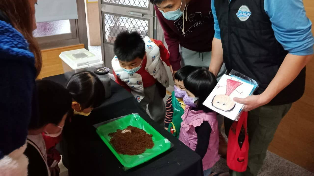萬來非營利幼兒園-家長提供獨角仙幼蟲的雞母蟲幼生共同觀察