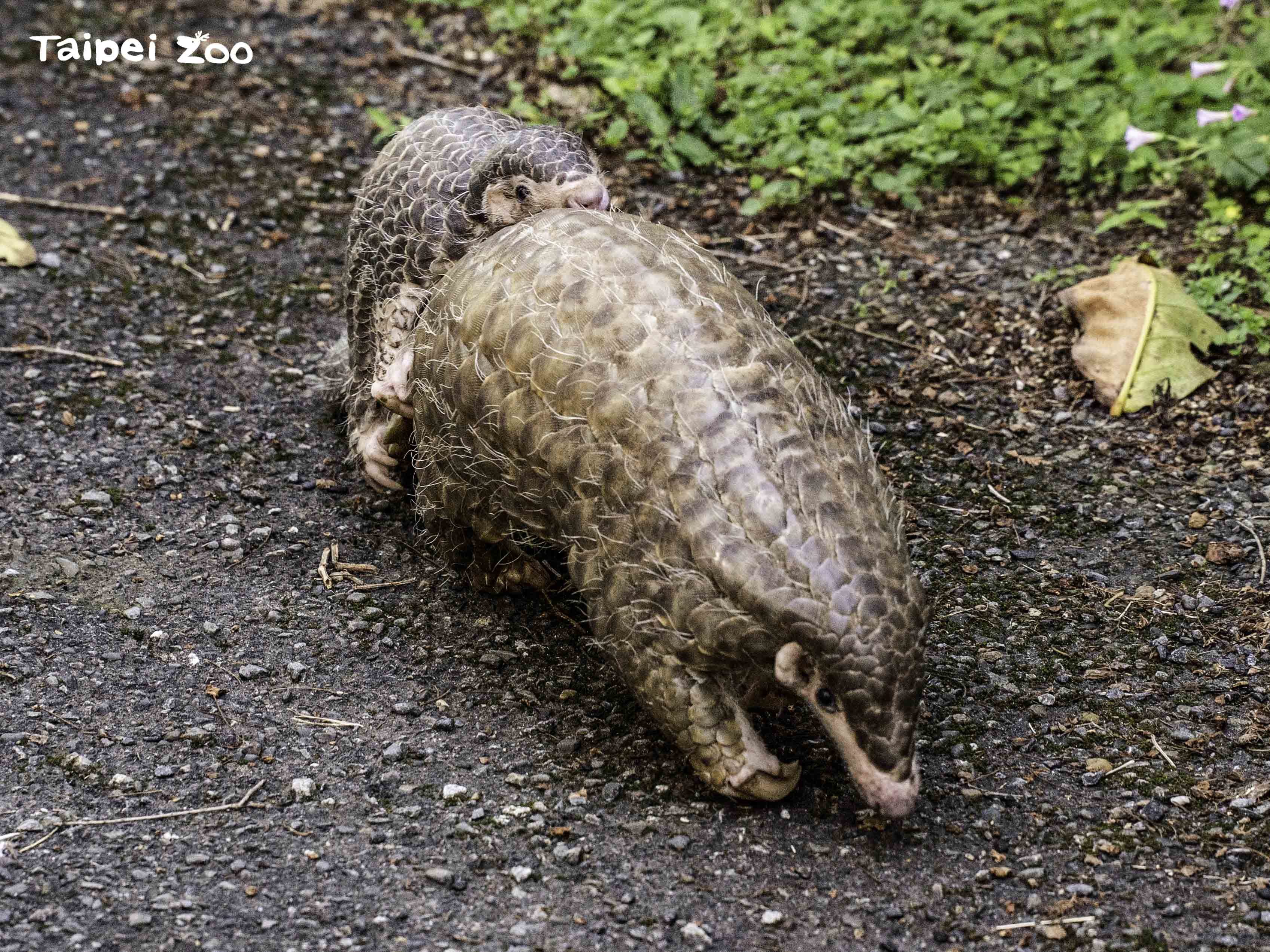 全世界的野生穿山甲面臨嚴峻生存危機
