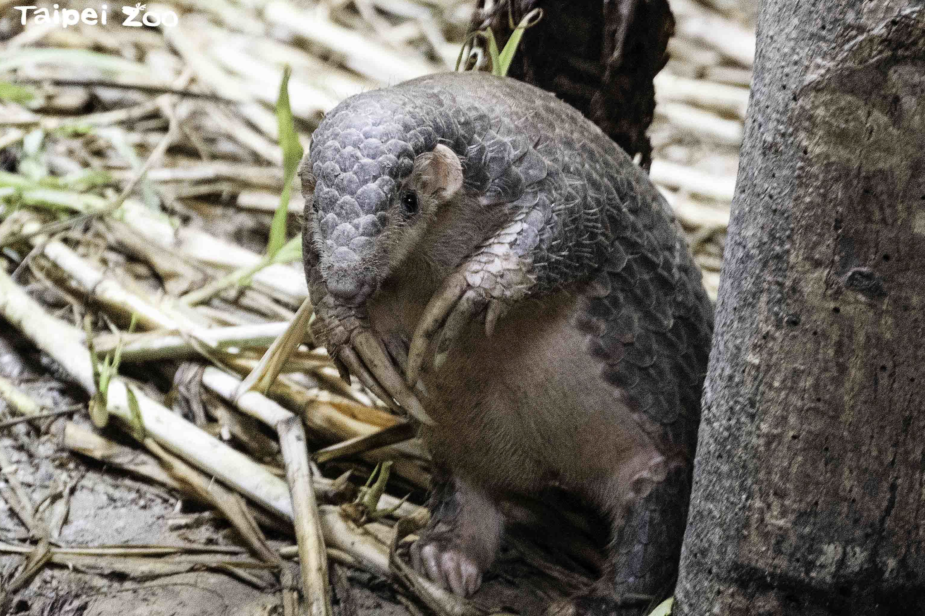 臺北市立動物園在2/18「世界穿山甲日」舉辦《翻轉瀕危·我想活下去－Save the Pangolin》活動