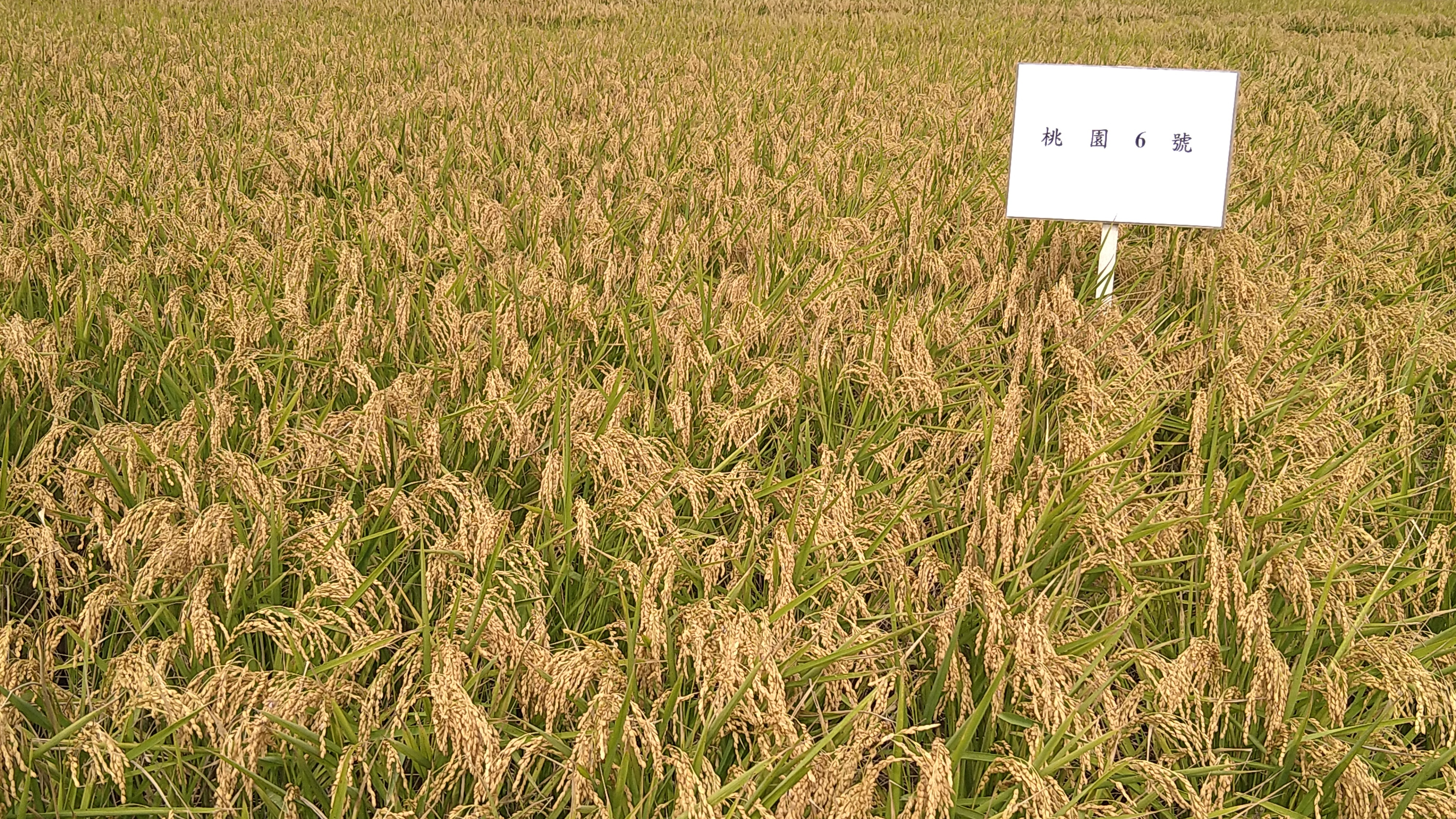 稉稻品種桃園6號田間生育情形.JPG