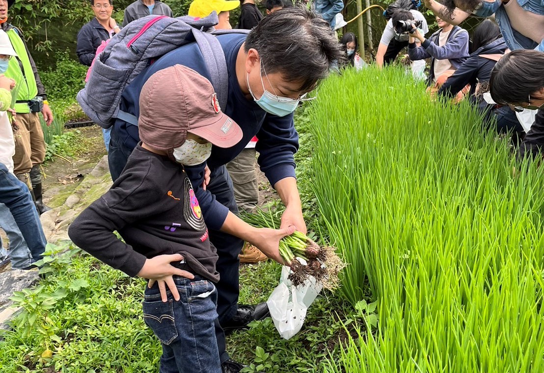 家長與小孩一同體驗摘採珠蔥