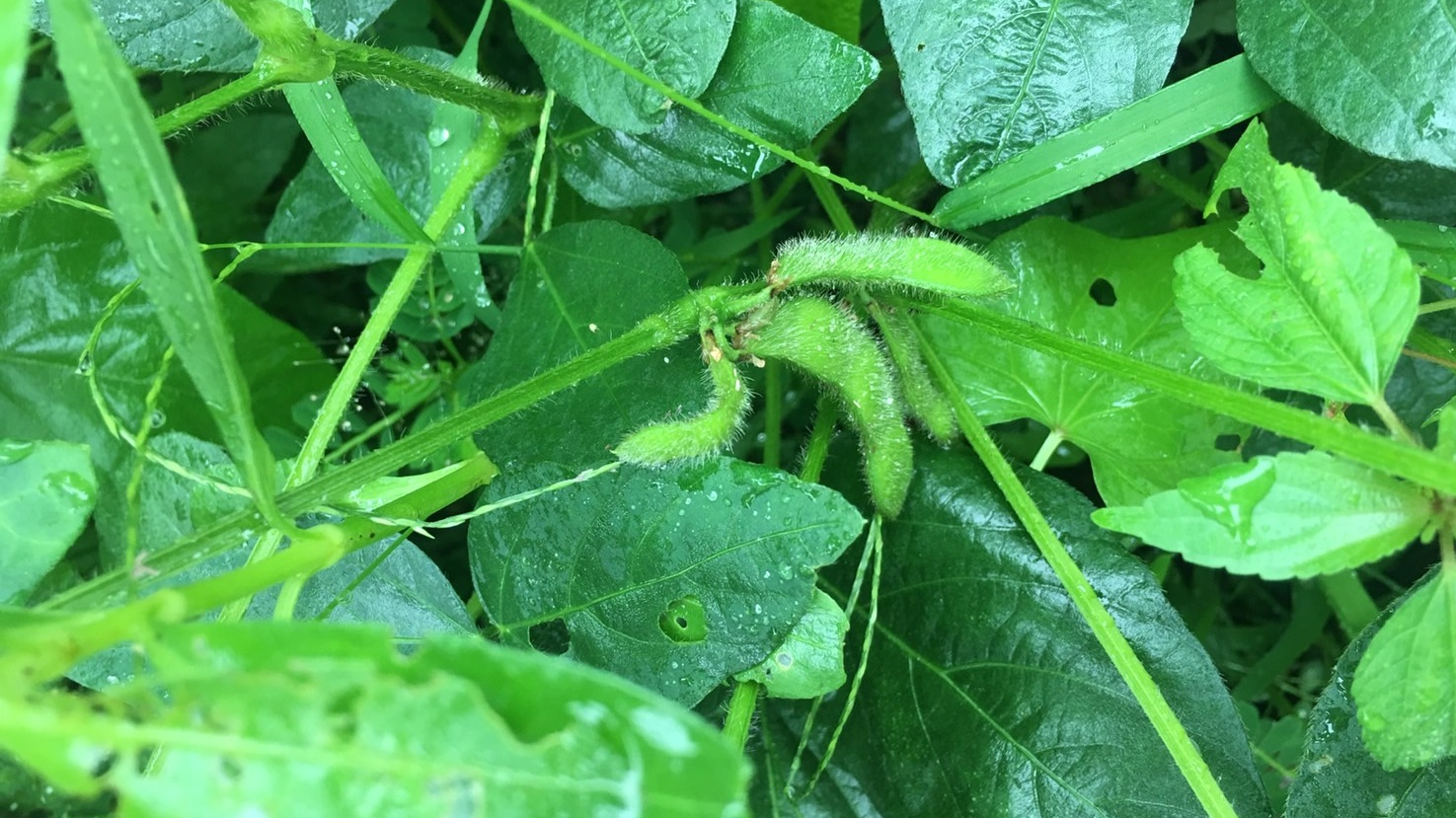 雜糧好健康：黃豆