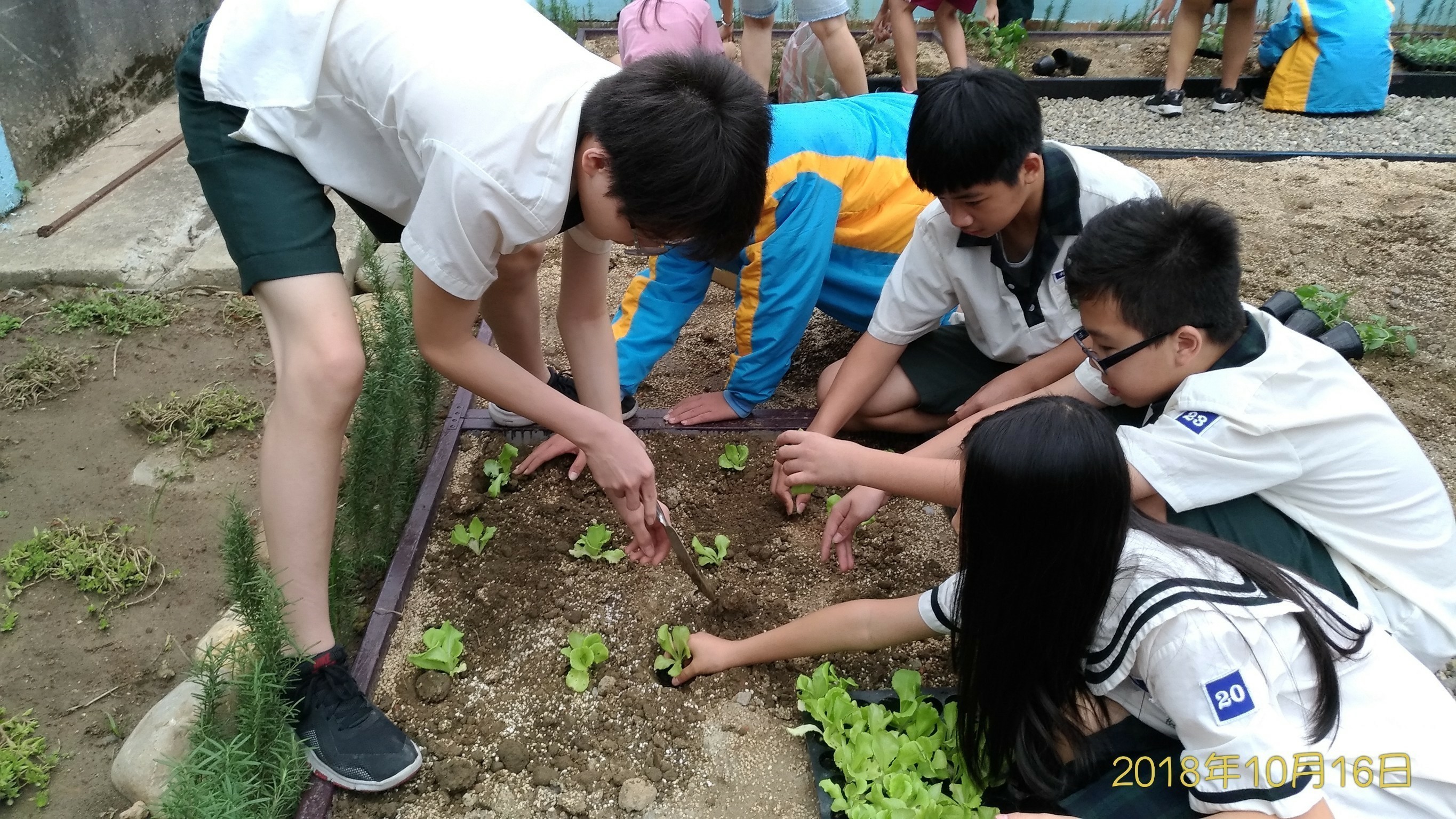 食農教育萬花筒2：桃園內壢國中「食農花園」