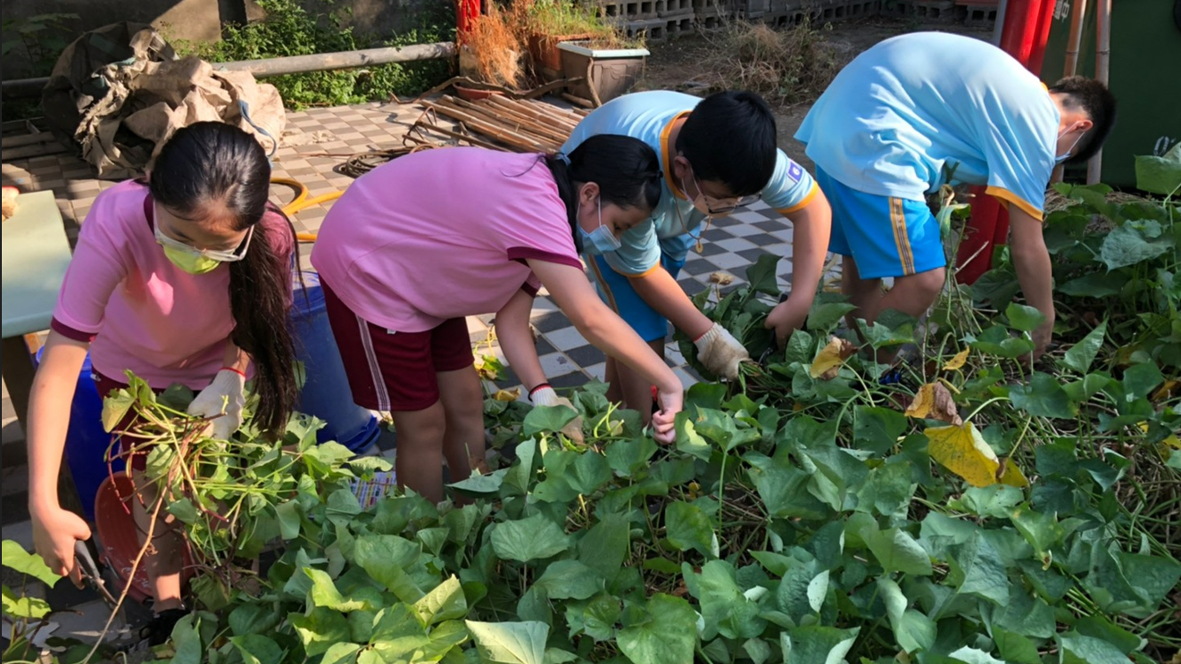 食農教育萬花筒2：桃園內壢國中「食農花園」