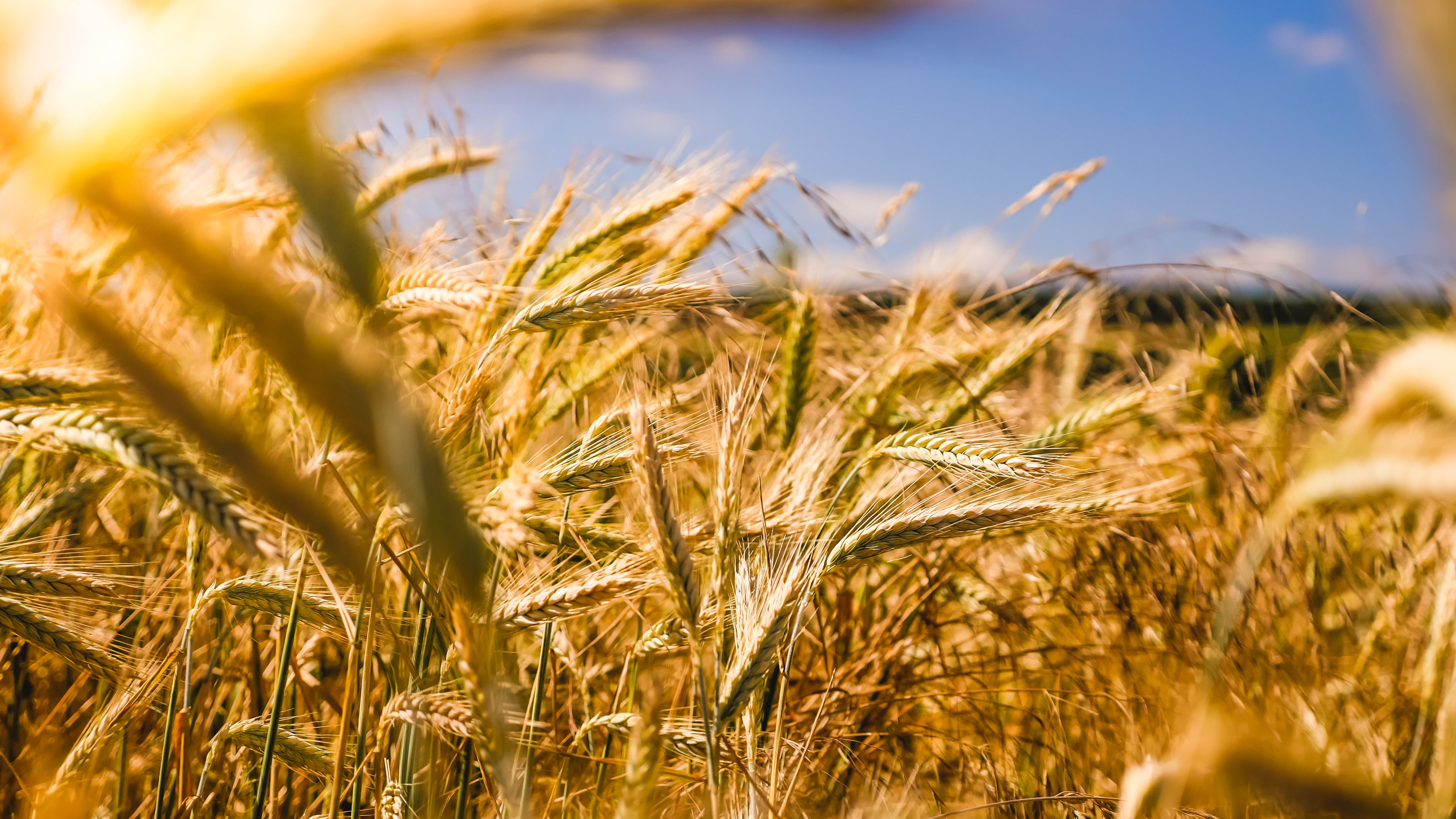 食農教育萬花筒10：日本食育推動的借鏡