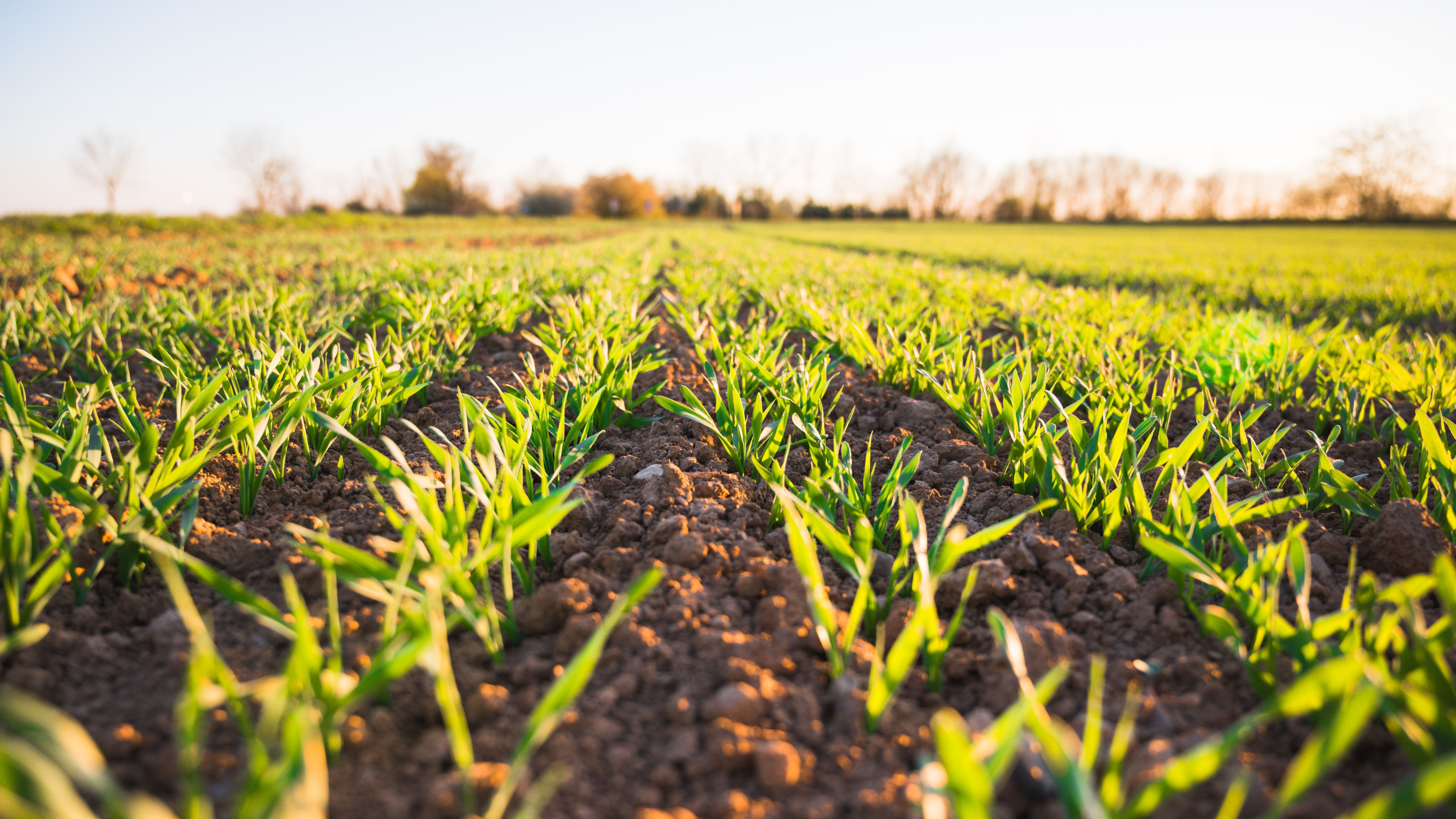 食農教育萬花筒10：日本食育推動的借鏡
