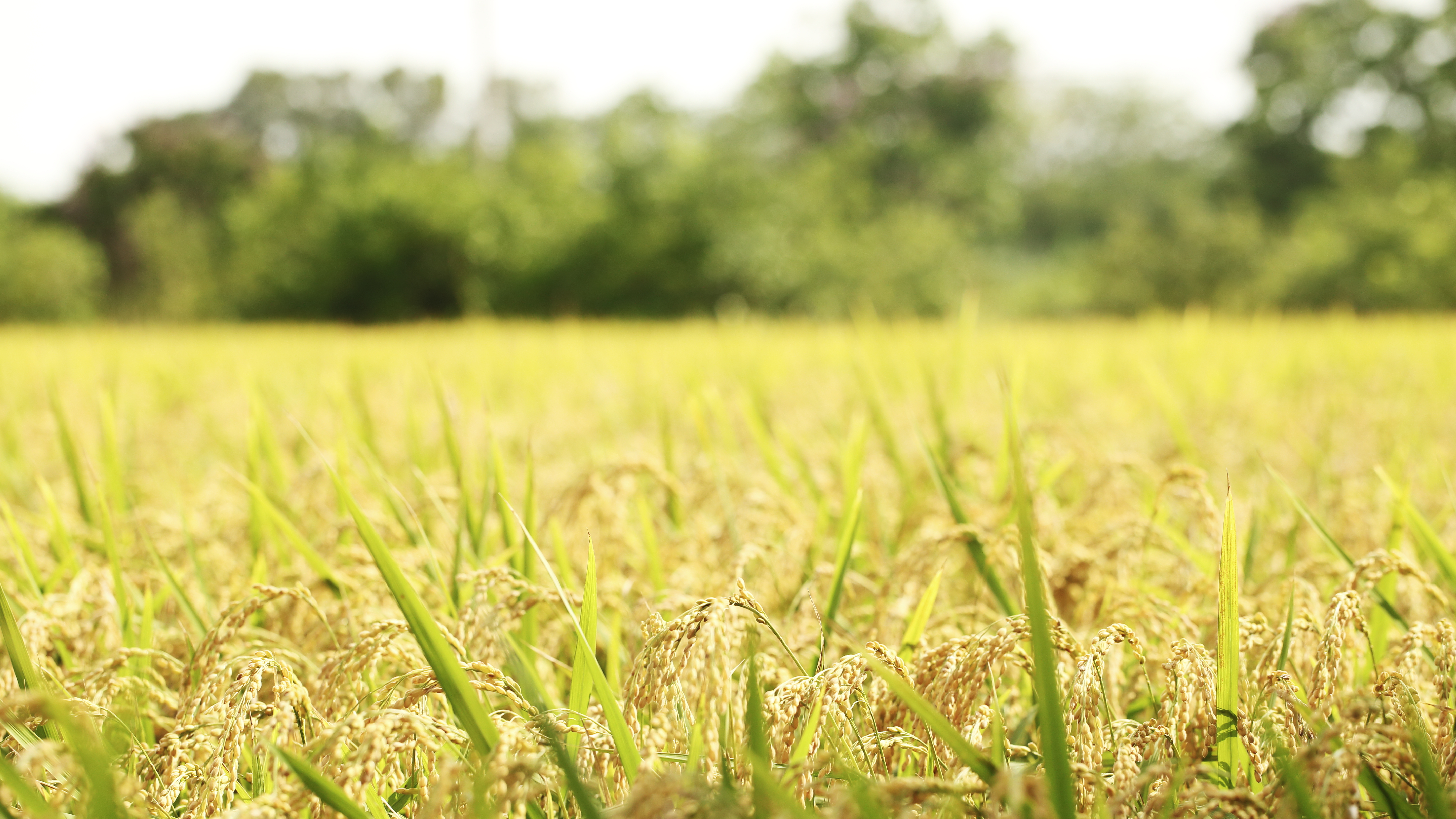 永續農業，好未來：從餐桌開始