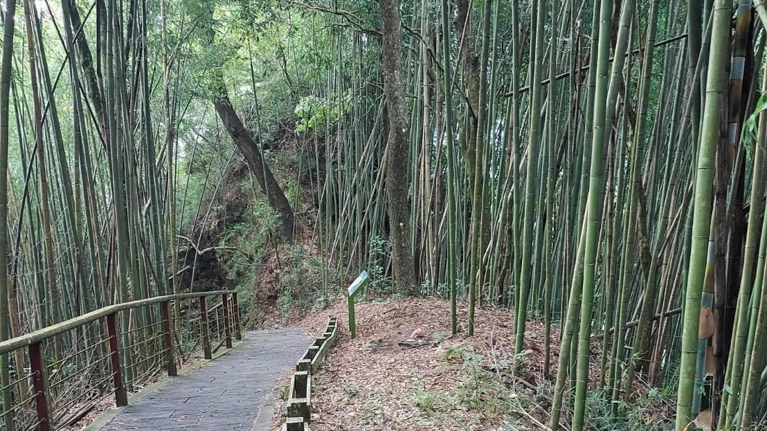 阿里山，特富野步道。達邦、特富野之間的部落｜特富野步道