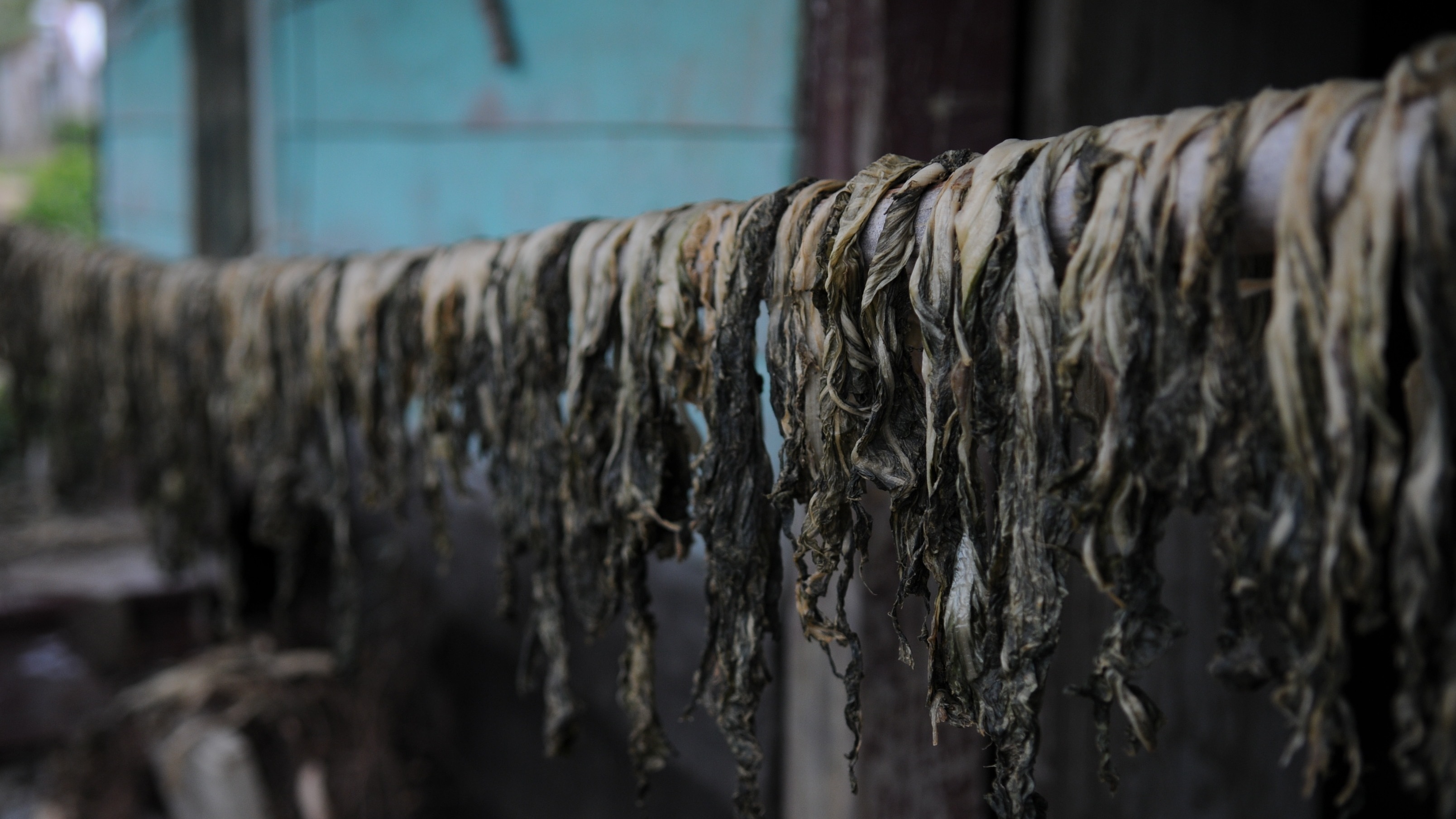 花東浪遊與在地生活｜行經客家莊，被曝曬中的福菜乾吸引