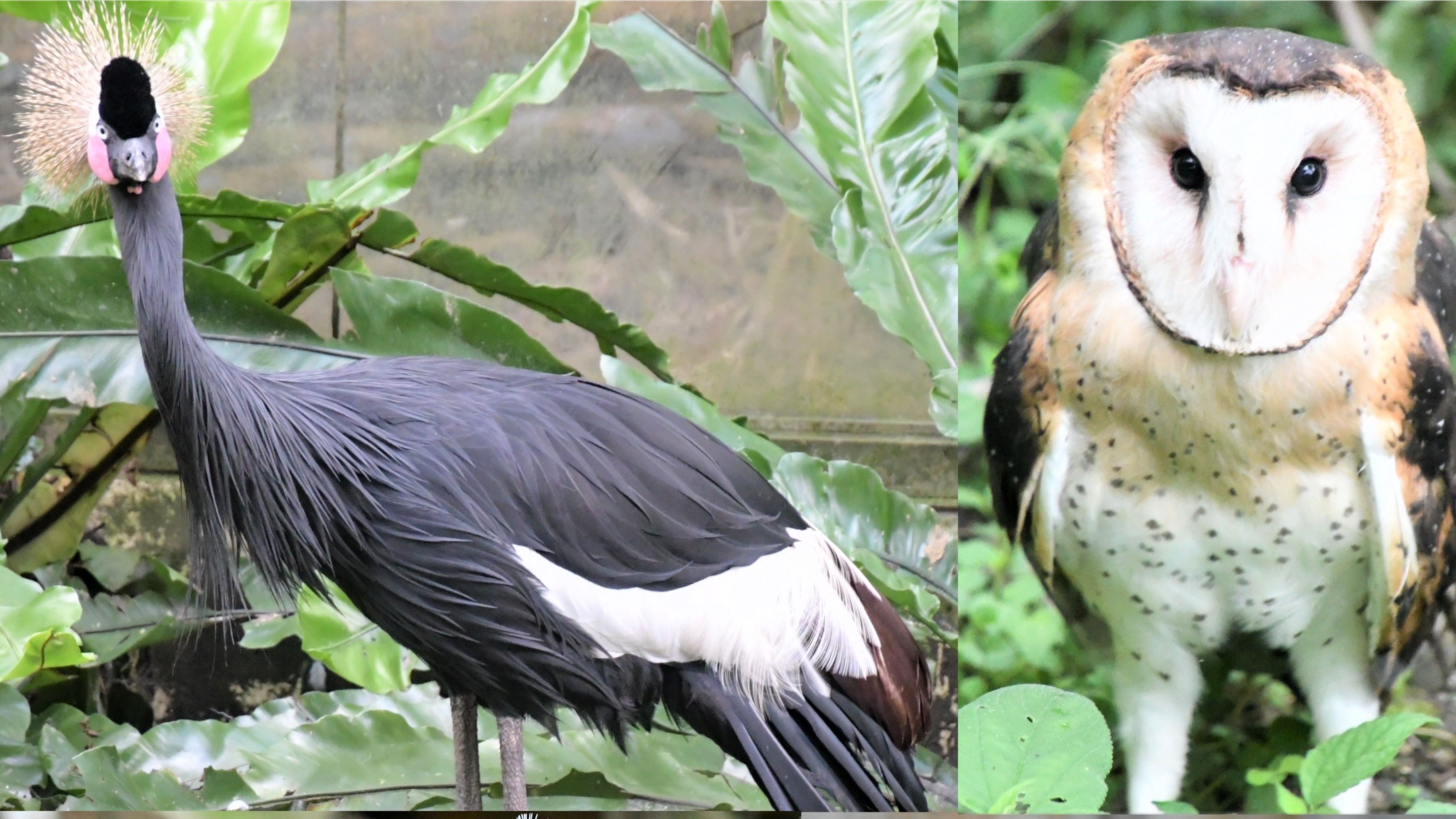 鳳凰谷鳥園內有許多珍奇的鳥類(圖片來源：鳳凰谷鳥園提供)