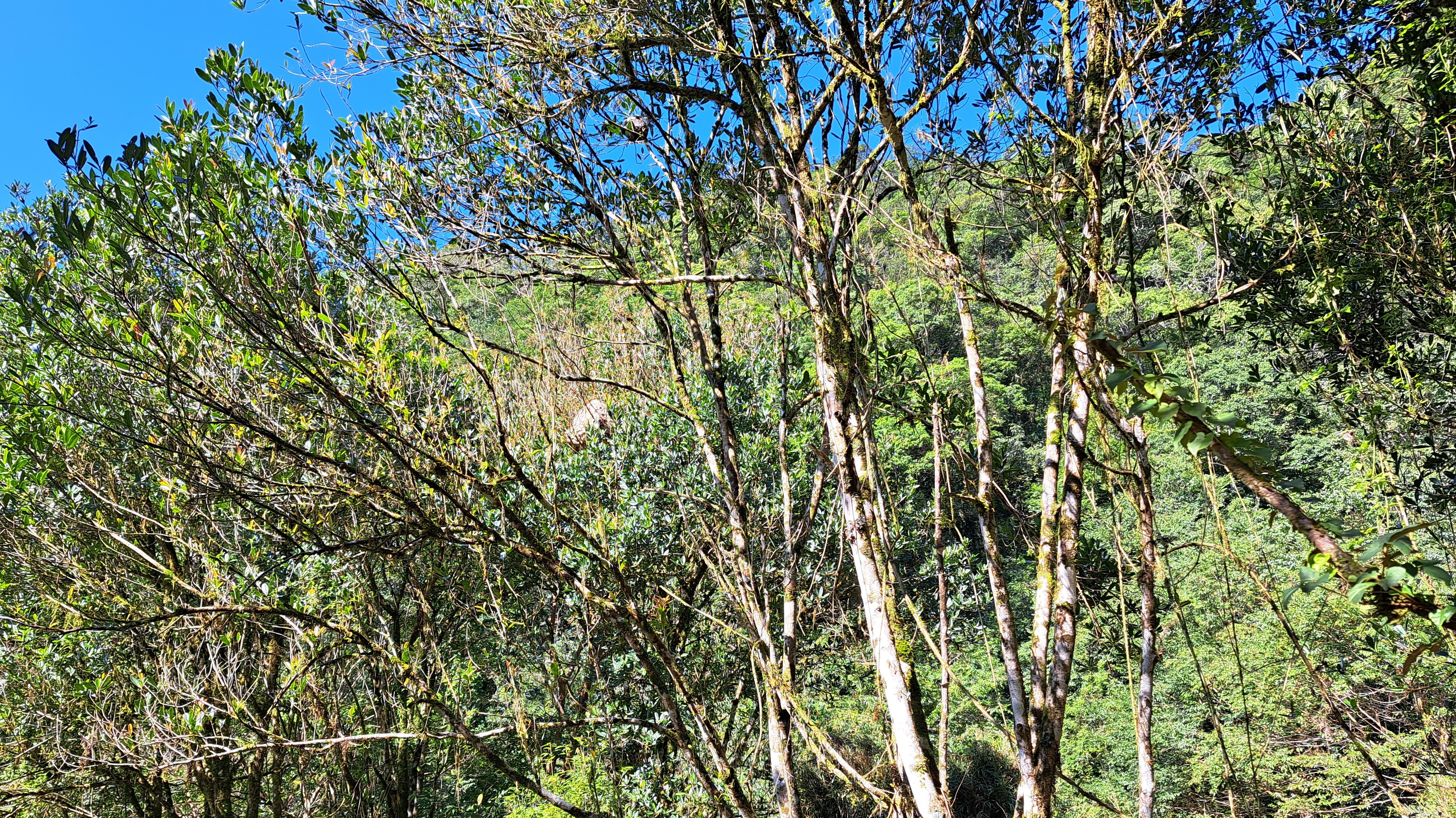 隱於林間的虎頭蜂蜂窩
