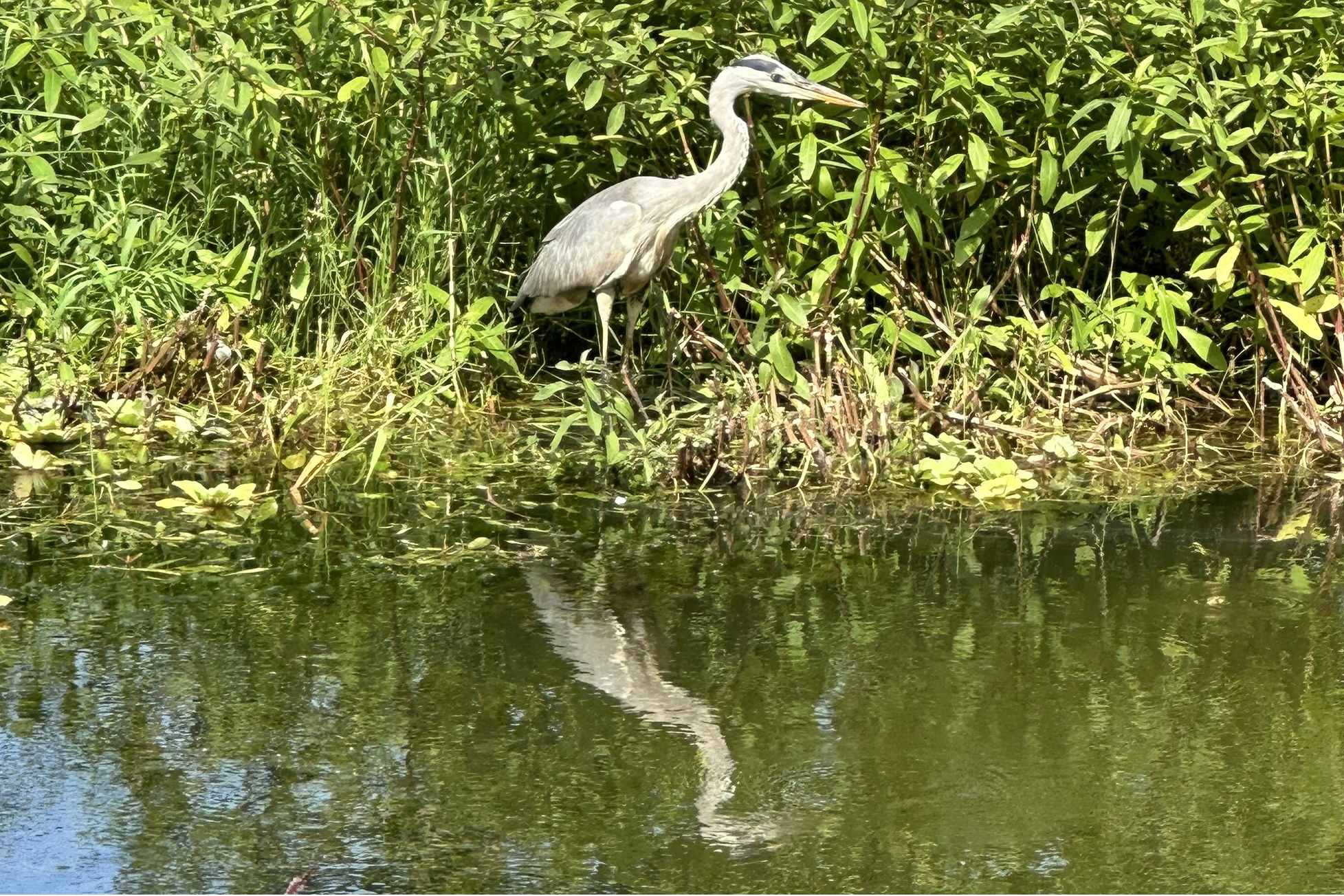 冬候鳥蒼鷺現身松山文創園區生態景觀池