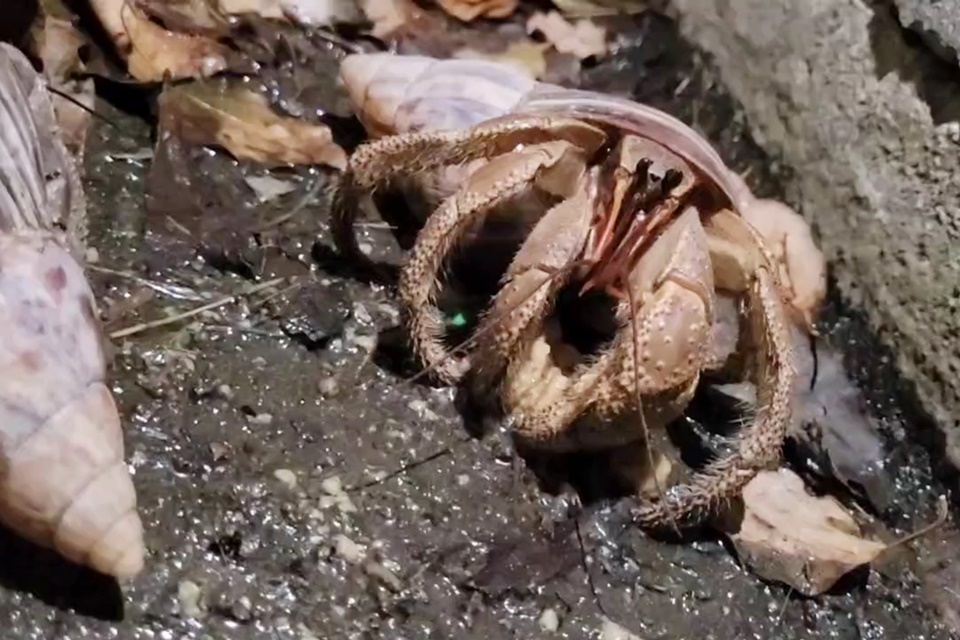 背著非洲蝸牛殼的短腕陸寄居蟹夜訪民宅，屋主認為能在過年期間為家裡帶來福氣，專家則認為，可能是因為人類住家較溫暖，且更容易找到食物。