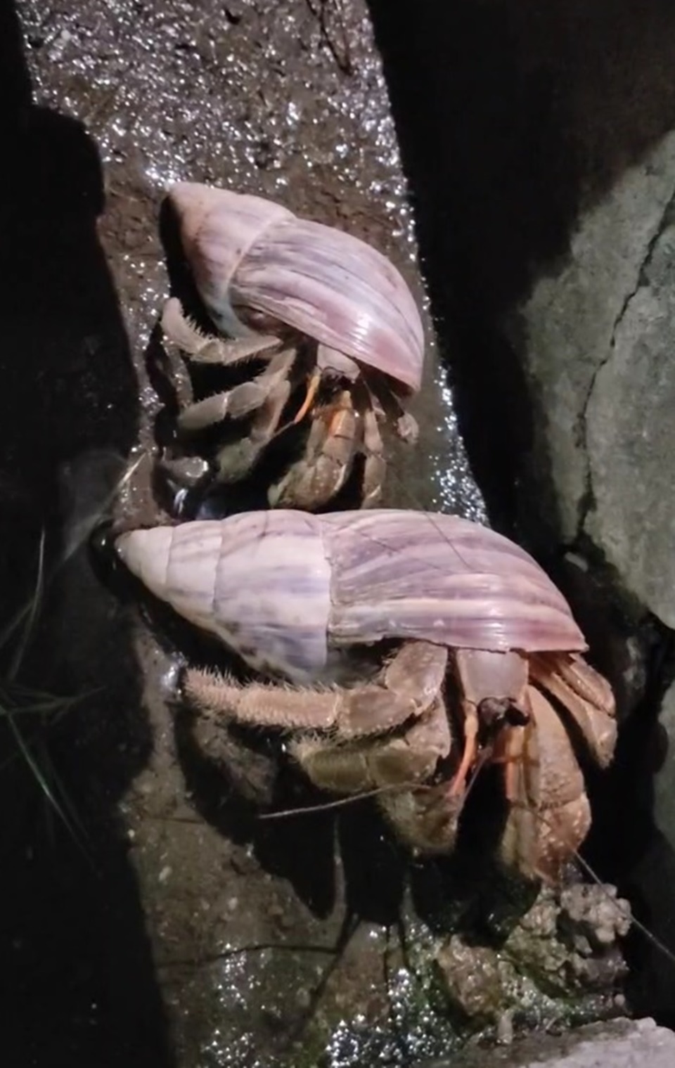 背著非洲蝸牛殼的短腕陸寄居蟹夜訪民宅，屋主認為能在過年期間為家裡帶來福氣，專家則認為，可能是因為人類住家較溫暖，且更容易找到食物。