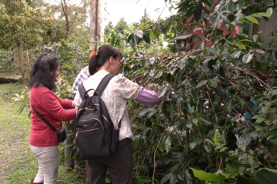 在民宿人員引導下，帶領遊客認識咖啡樹，也學習動手摘採、水洗咖啡豆，進一步認識日常飲用的咖啡。