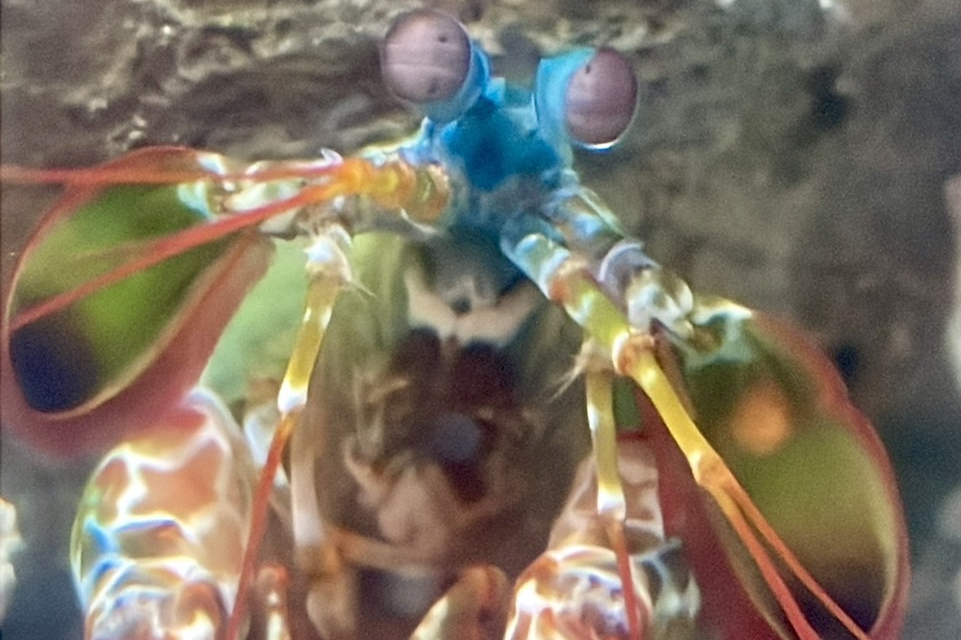 雀尾螳螂蝦具有攻擊力強大的掠食足 