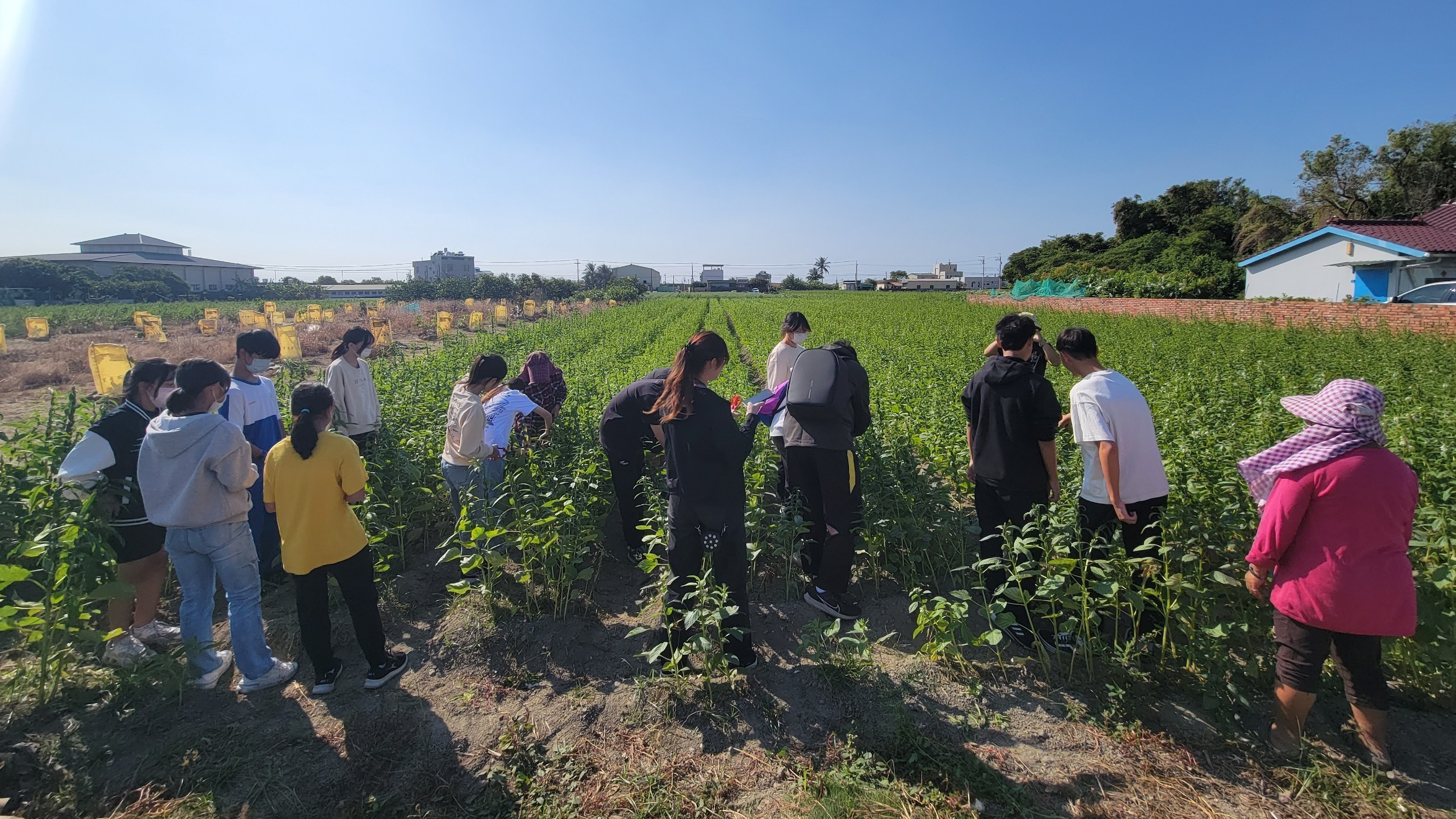 學生在芝麻田剪花
