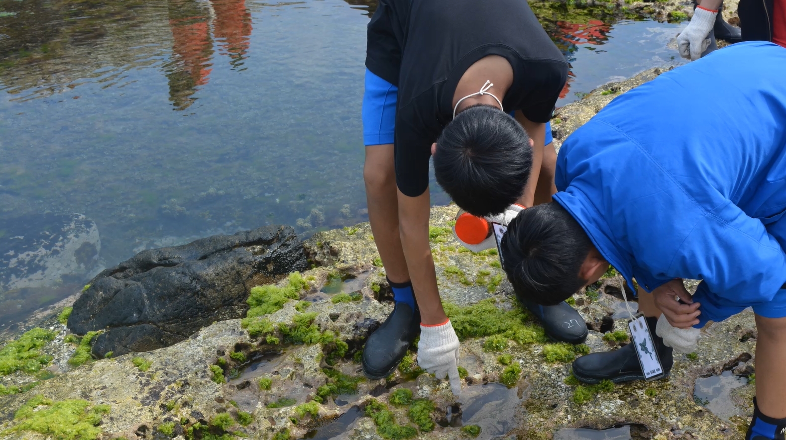 認識海岸邊生態