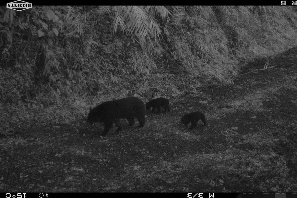 利嘉社區巡守隊參與「臺灣黑熊生態服務給付計畫」，近日紅外線自動相機拍下黑熊媽媽帶著2隻熊寶寶的珍貴畫面。（林保署臺東分署提供）