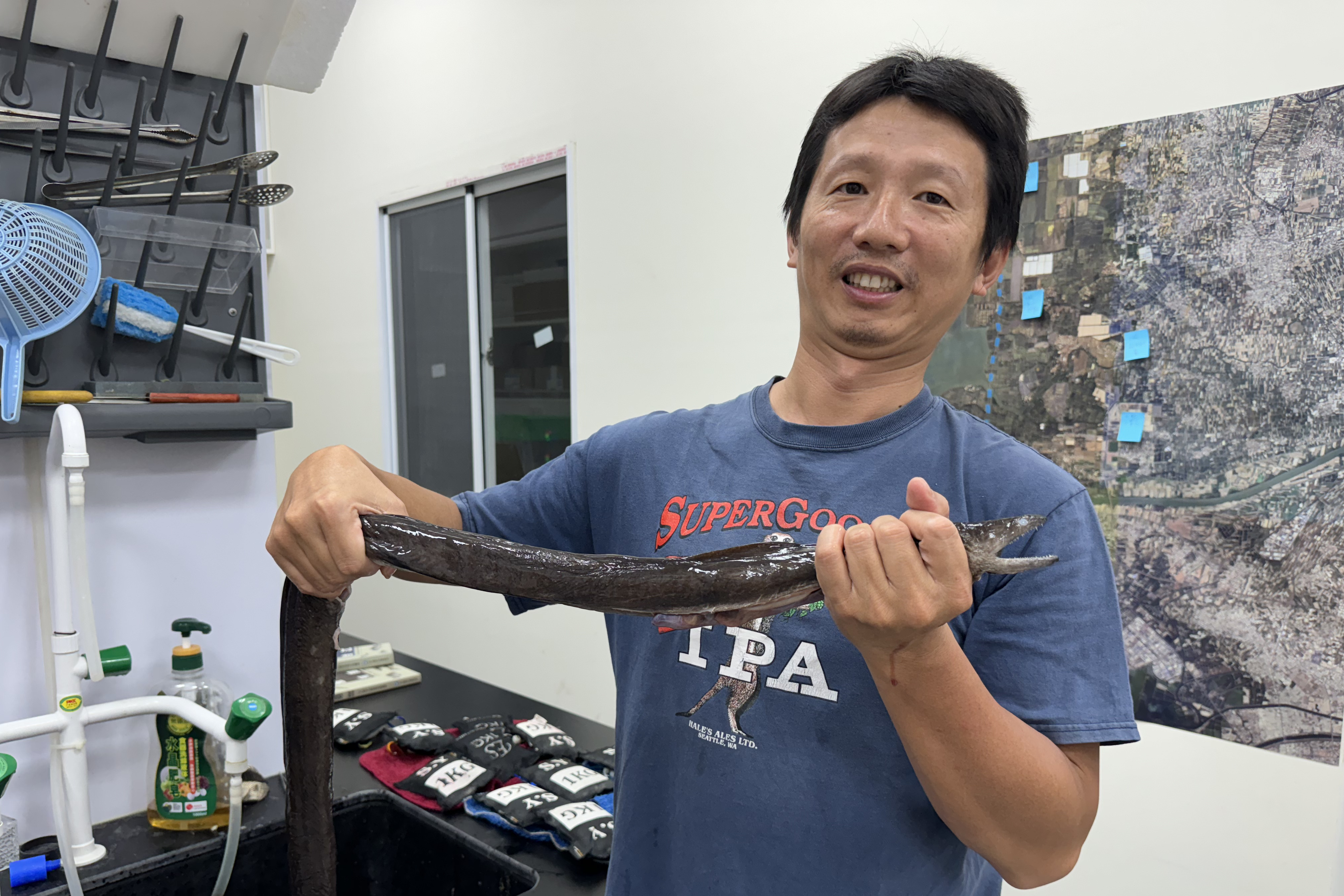 演化的意外 錢鰻睪丸左右不對稱的生殖奇觀