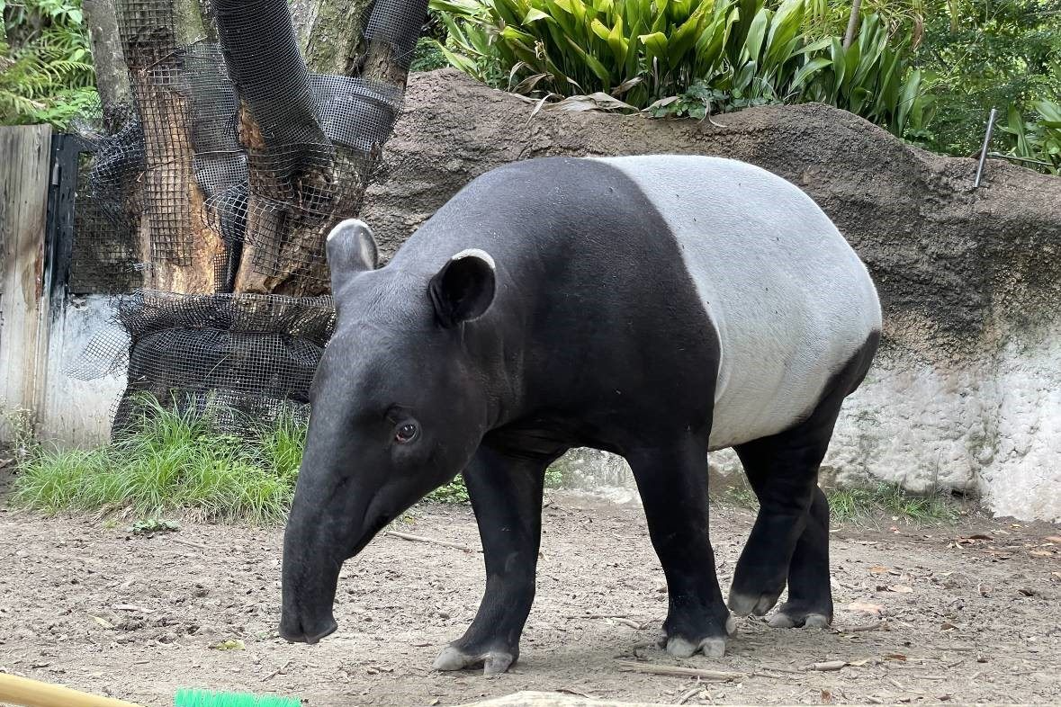 馬來貘「Hideo英雄」2歲的模樣(橫濱動物園提供)