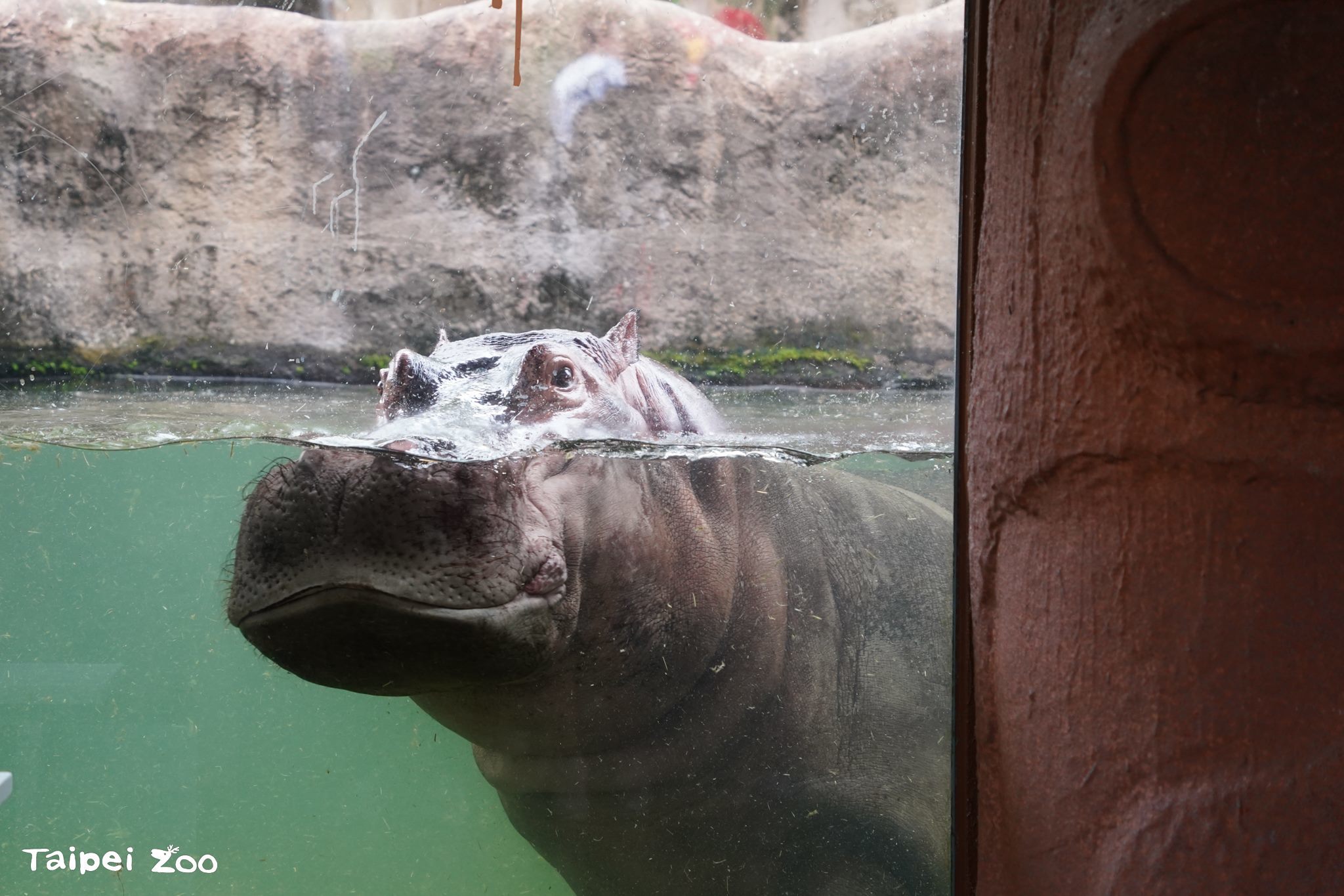 臺北市立動物園與海科館合作推出雙館聯票，從陸地到海洋，關心生態保育