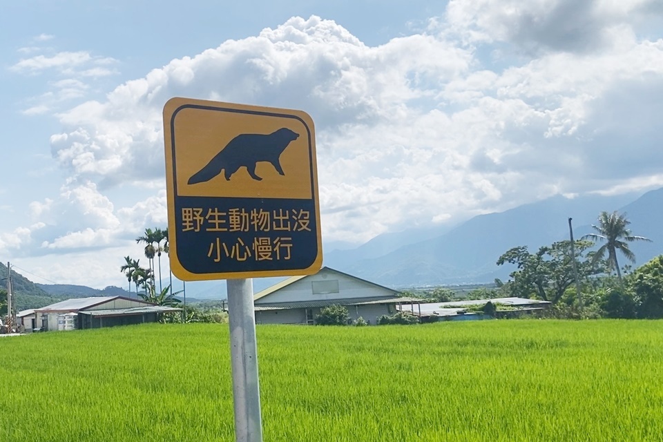 去年舉辦野生動物祭後，促成池上鄉公所在易發生動物路殺的道路設置告示牌，經團隊1年調查，路殺比例有下降趨勢。