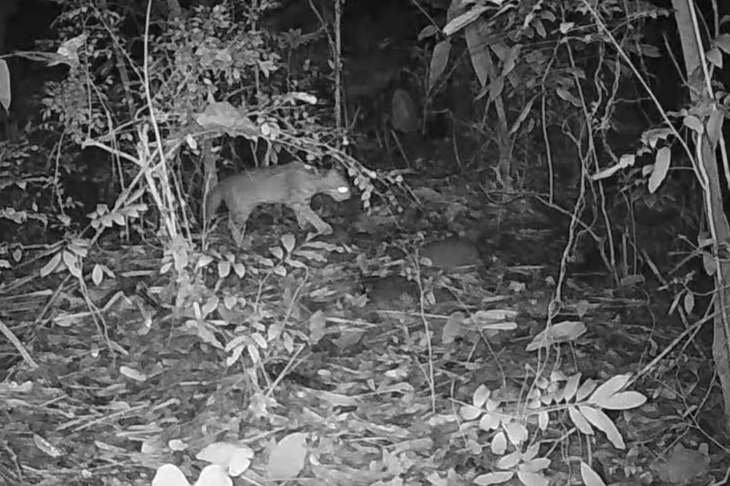 在八卦山監測到石虎身影（圖:臺中市野生動物保育學會提供）。