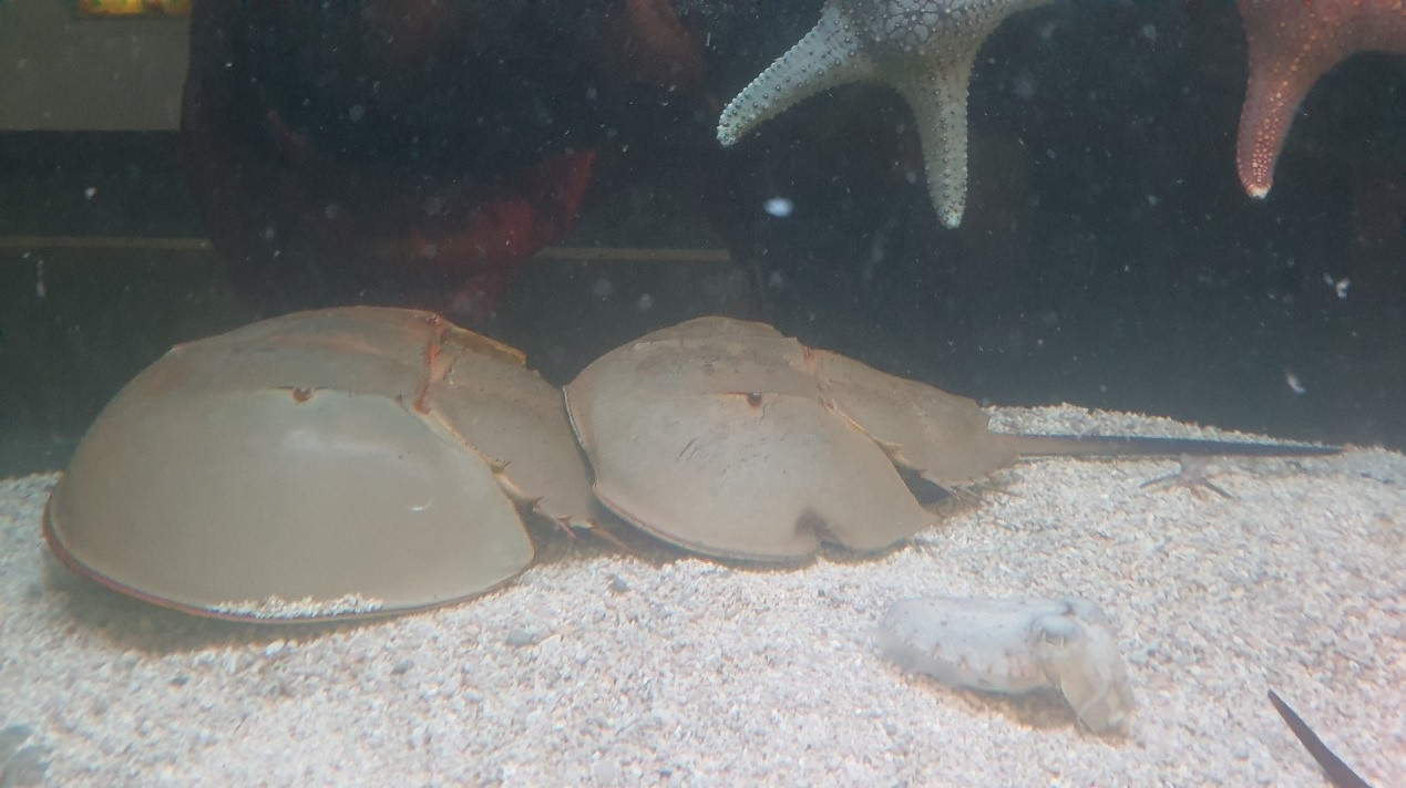 國立海洋科技博物館進行鱟的復育今年邁入第5年。(海科館提供)