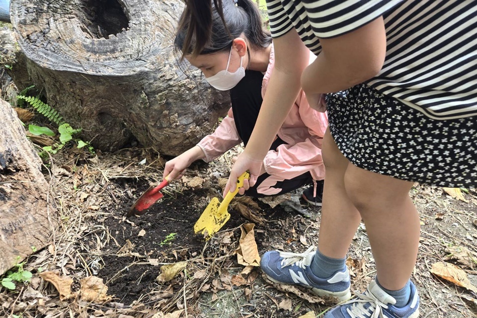 永安國小學生在校園木柴堆置區內翻找雞母蟲。