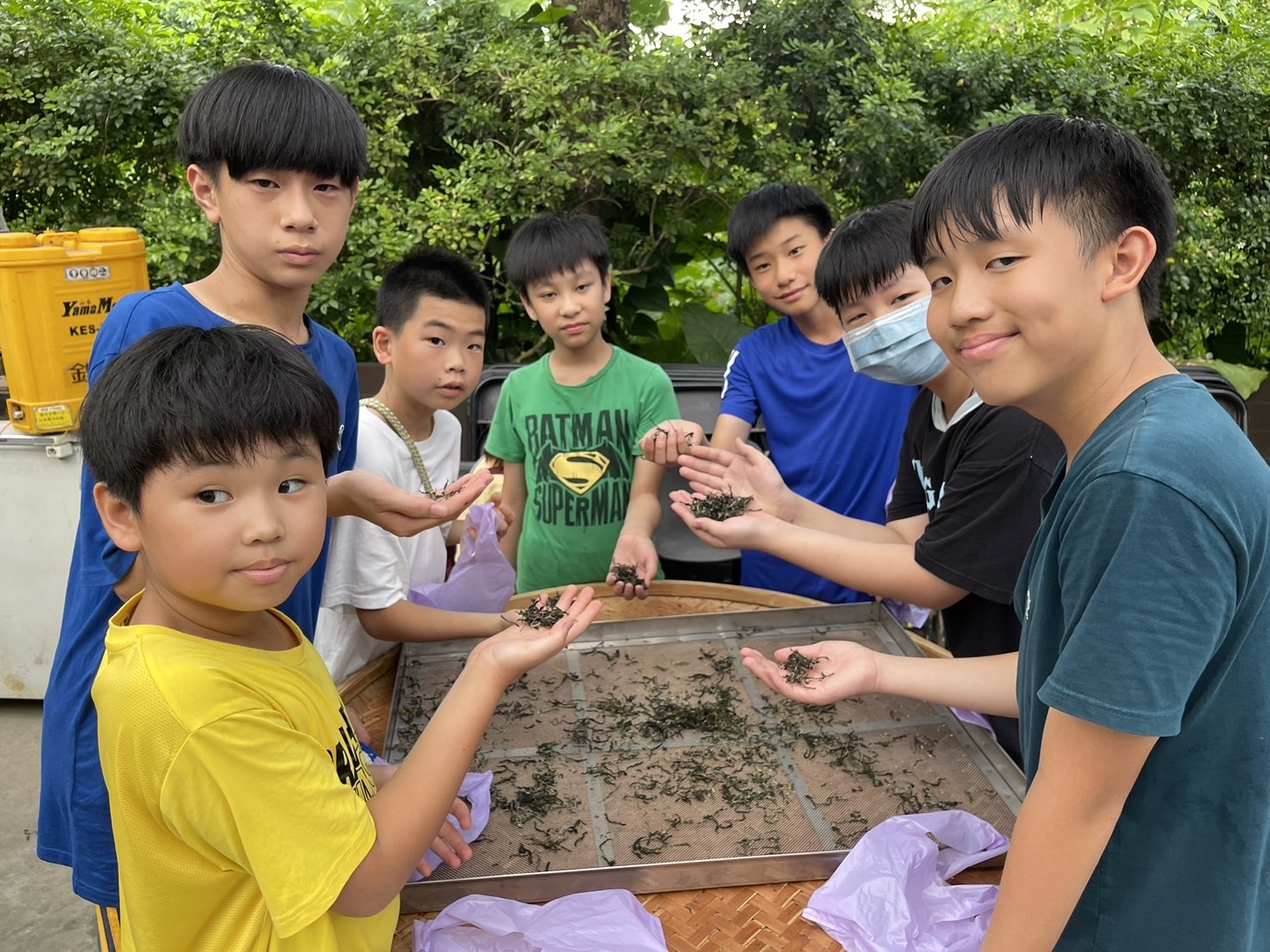 雙峰國小學生體驗製作茶葉的成果