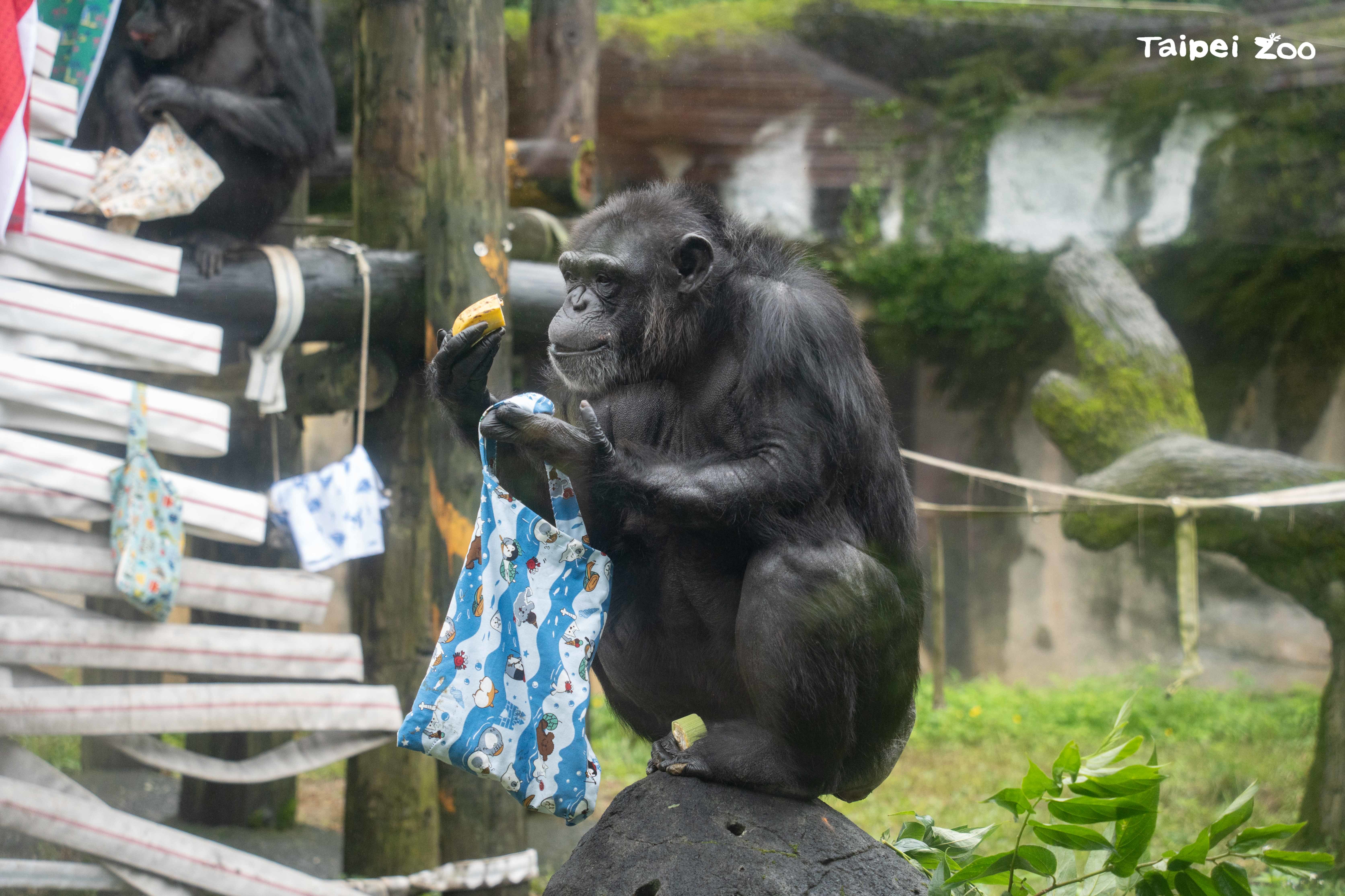 臺北市立動物園的黑猩猩們今年聖誕節獲得照養團隊精心準備的聖誕禮物