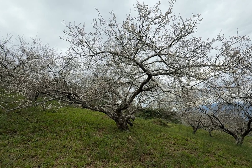 臺東延平鄉鸞山梅花盛開。