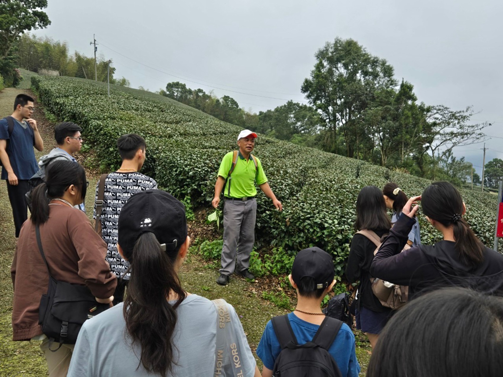 嘉義梅山青年壯遊點－在具蛇年意象的蜿蜒茶園漫遊