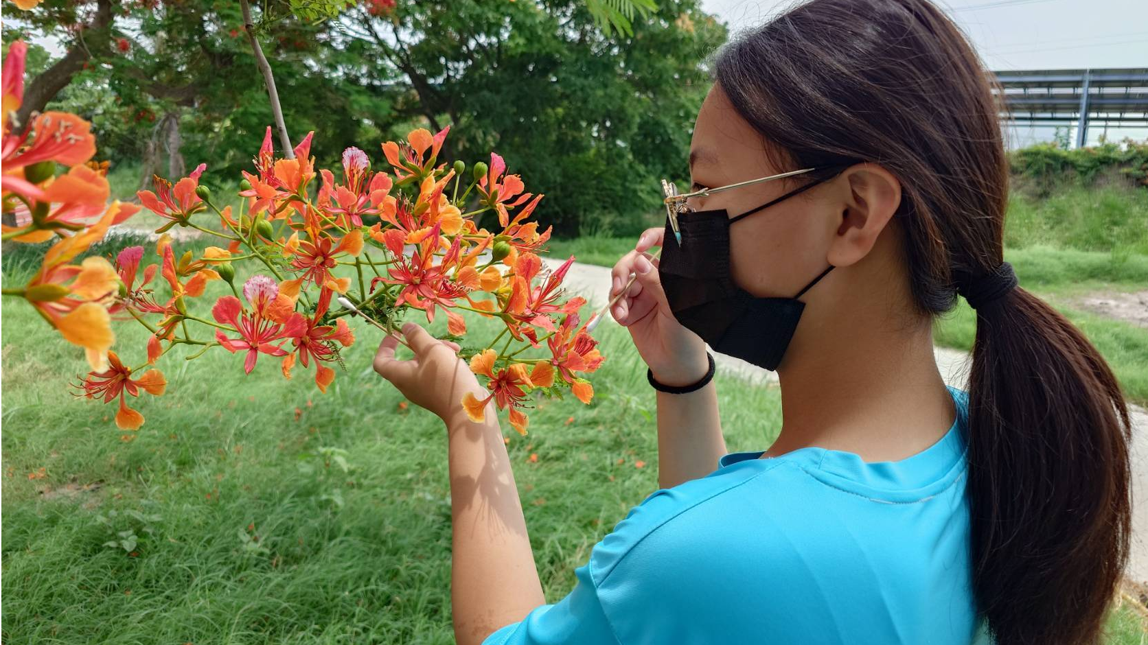 研究過程中同學們必須親自為花朵進行人工授粉。