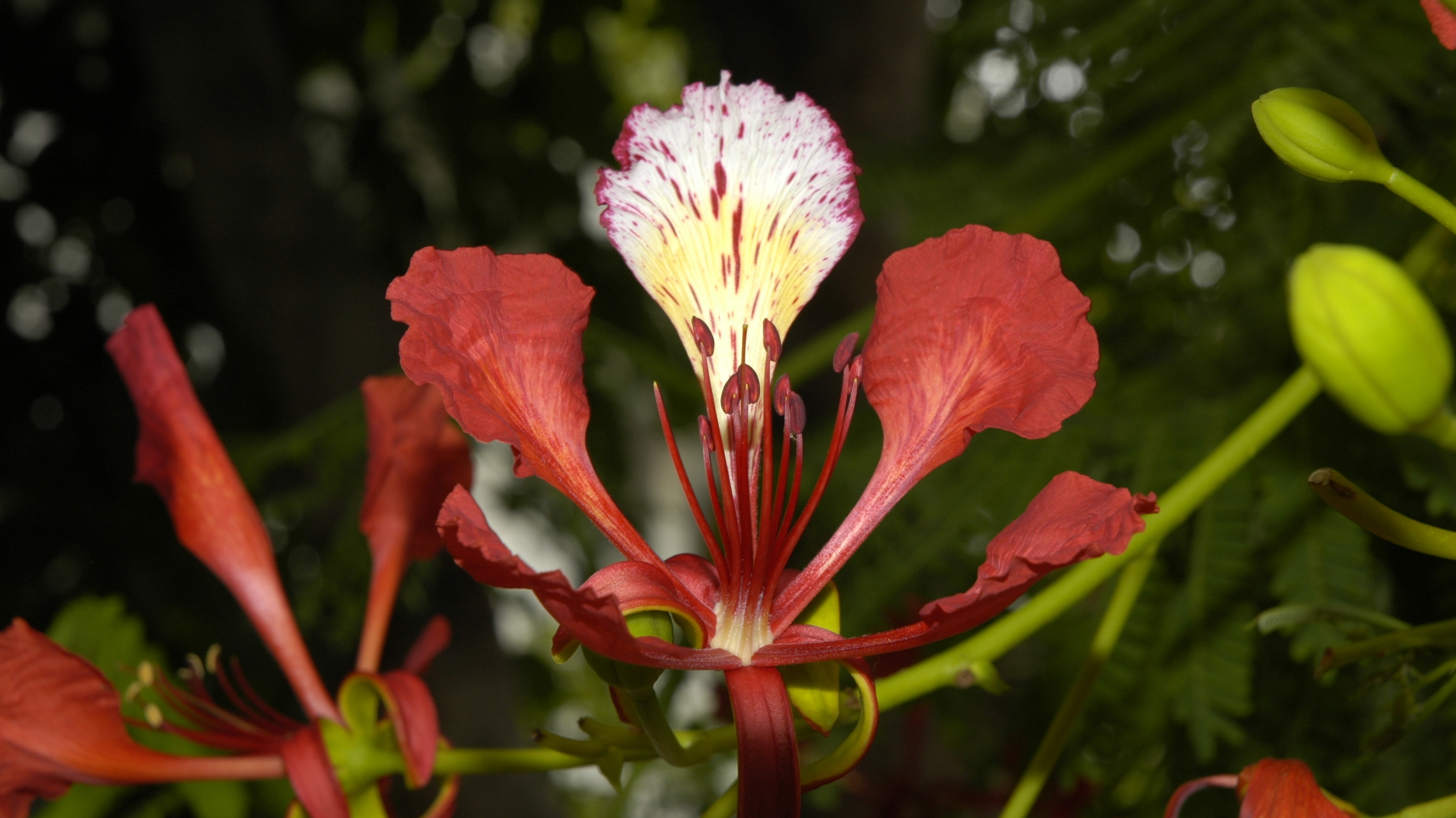 鳳凰花有一片特別不一樣的花瓣稱為「旗瓣」，目的是引昆蟲為花朵傳粉。