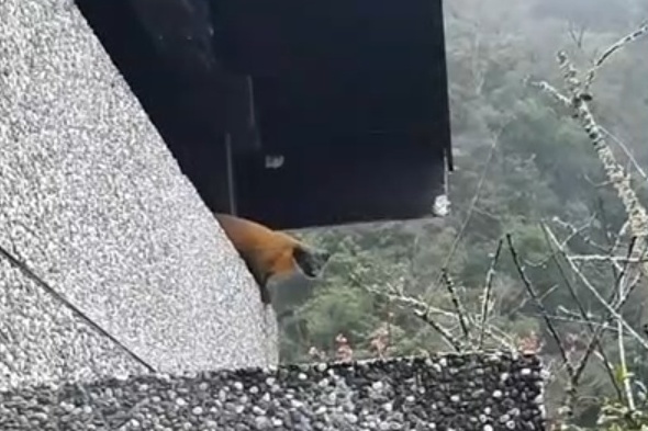 三級保育類動物黃喉貂。(民眾提供)