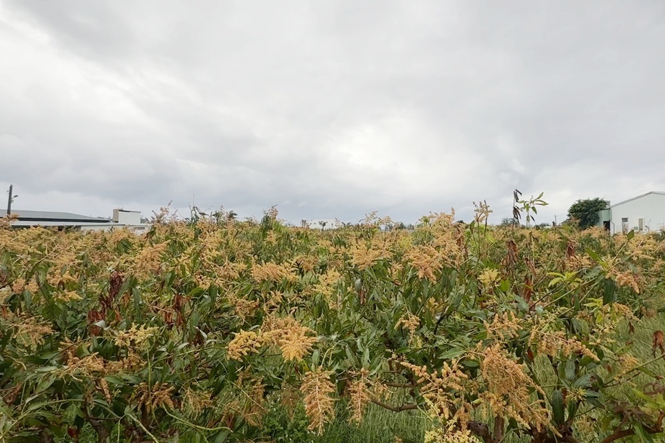 號稱「芒果界LV」的臺東夏雪芒果現正值開花結果期，但受今年寒流接力侵襲，回暖後又連日降雨，導致果樹出現酥花及空包彈現象，結果率極低。
