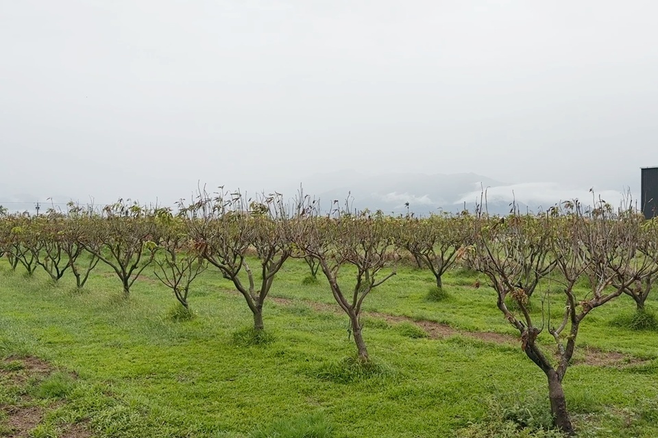 號稱「芒果界LV」的臺東夏雪芒果現正值開花結果期，但受今年寒流接力侵襲，回暖後又連日降雨，導致果樹出現酥花及空包彈現象，結果率極低。